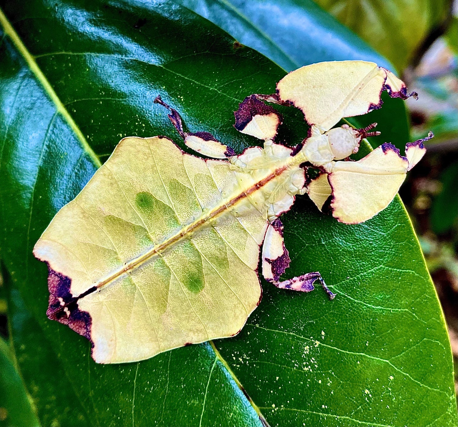 Leaf Insects