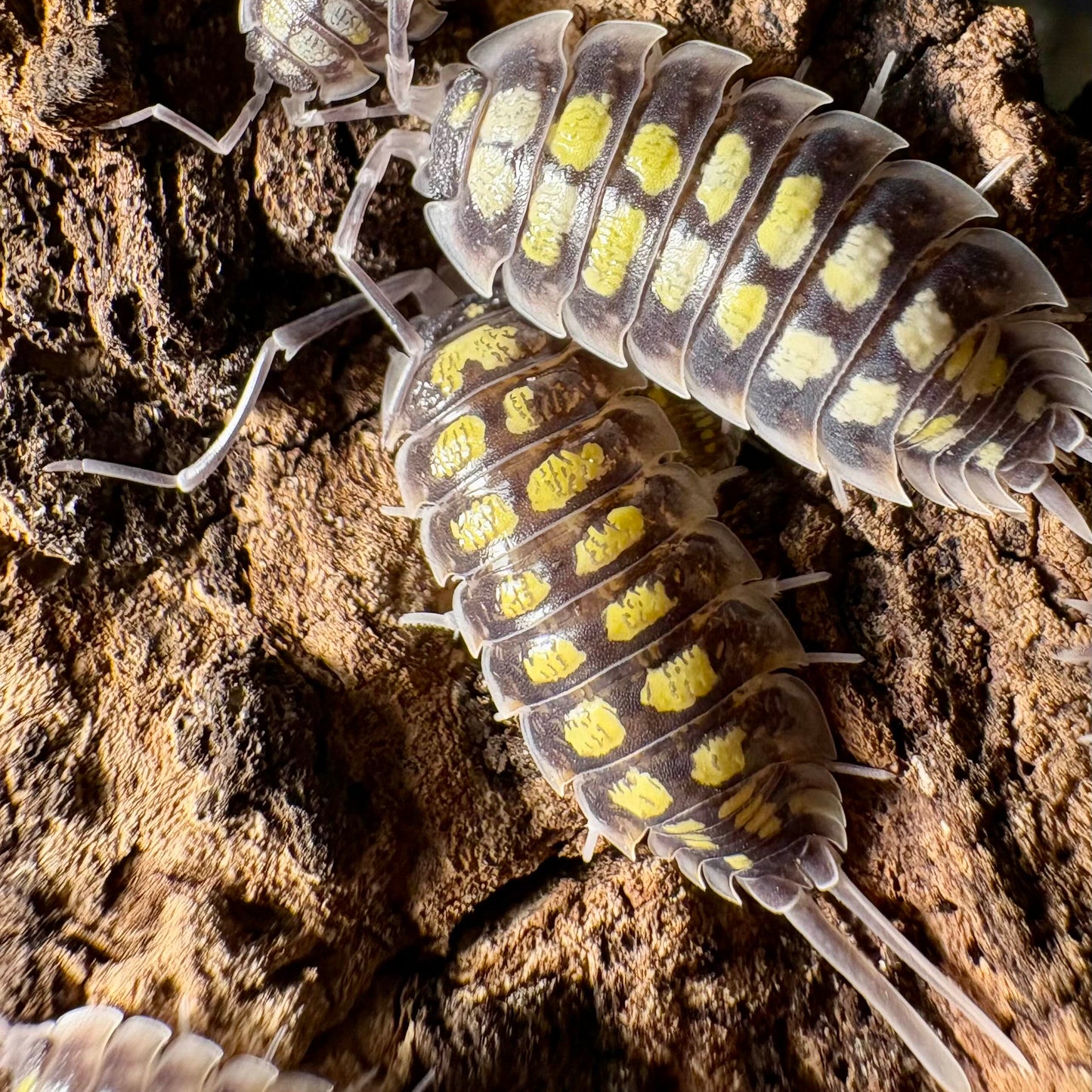 Porcellio haasi "High Yellow"