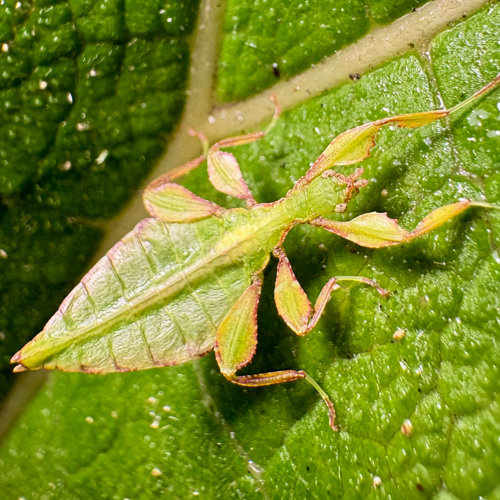 Phyllium letiranti "Tataba" Nymphs