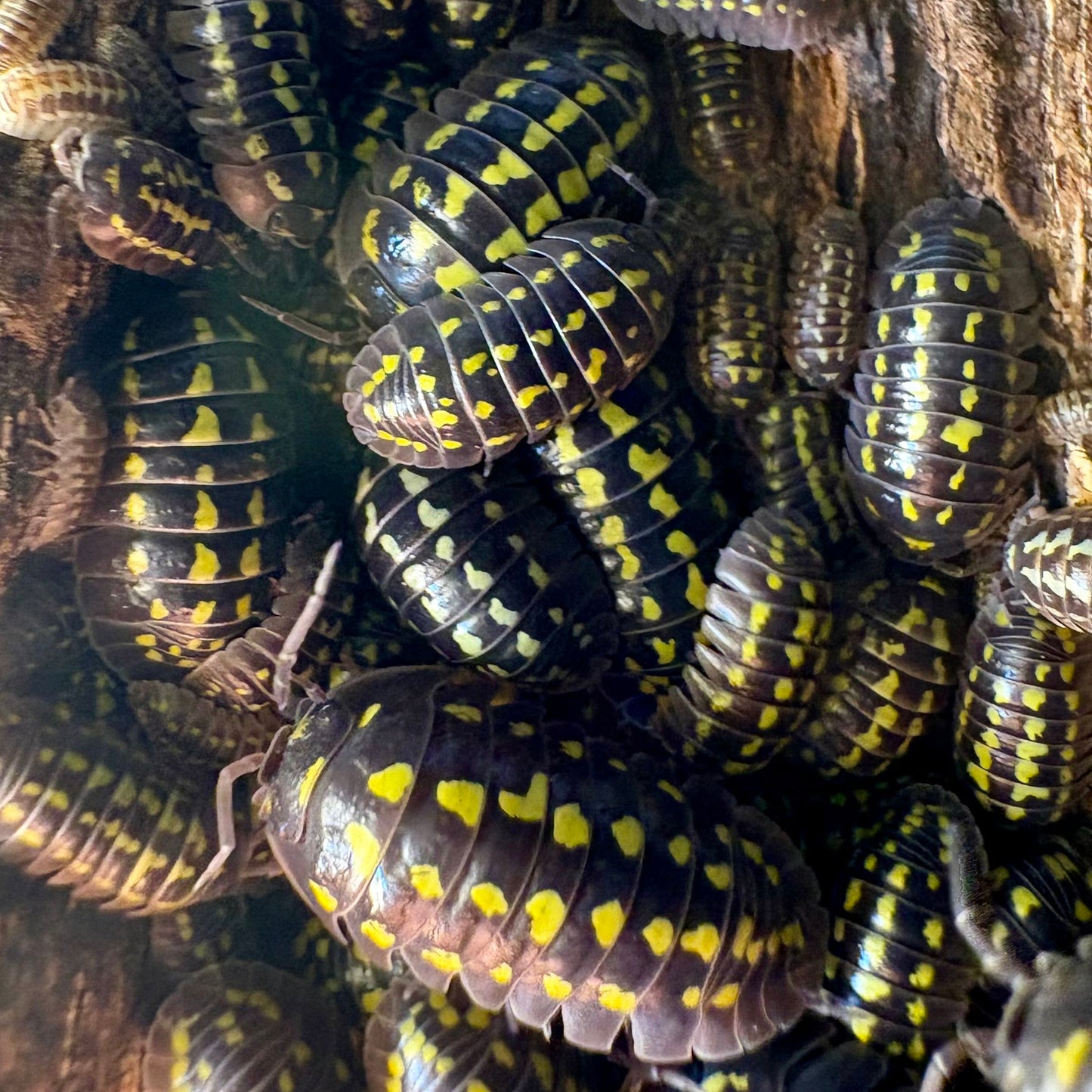 Armadillidium Gestroi (Yellow Spotted Isopod)