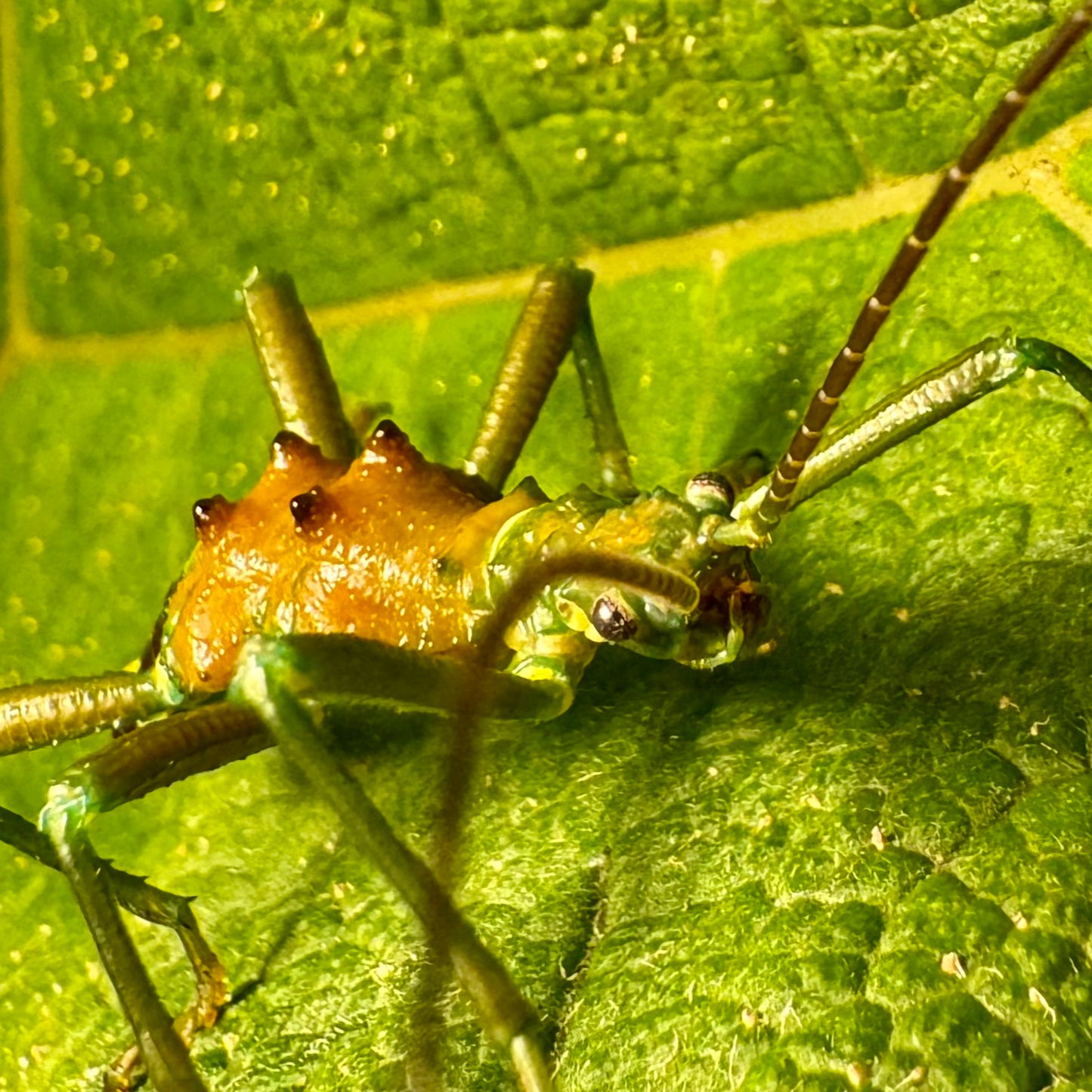 Mearnsiana bullosa "Mt. Apo" Eggs