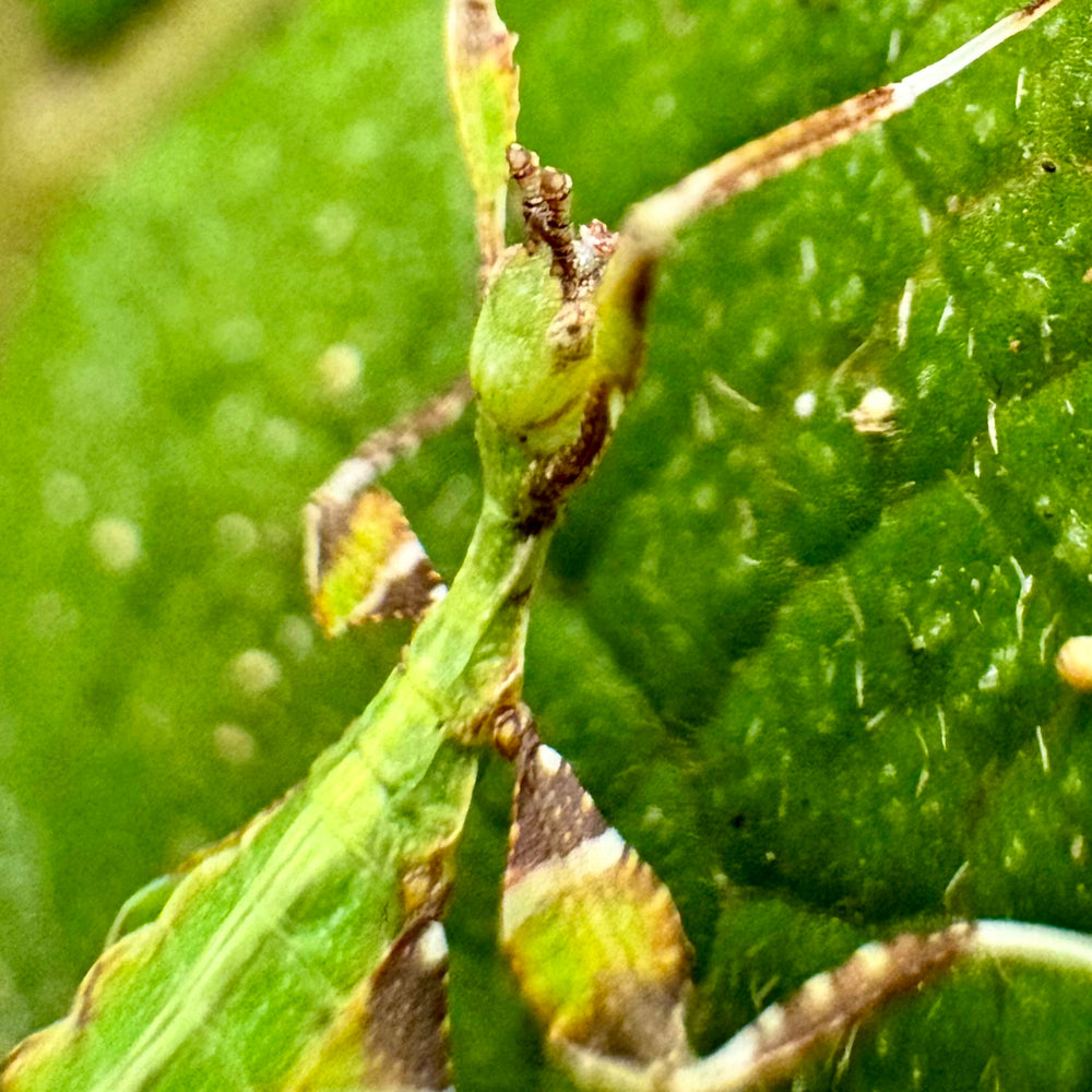 Phyllium philippinicum Nymphs