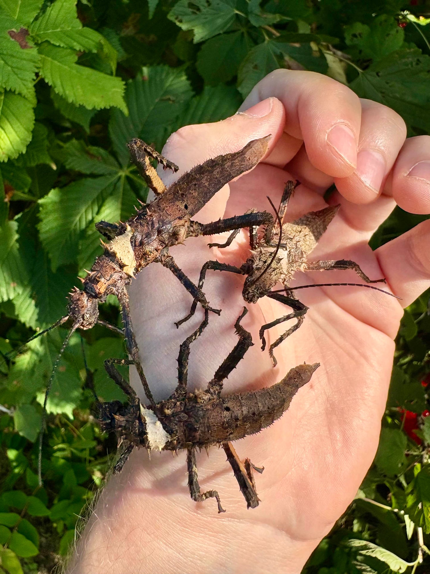 Haaniella dehaanii stick insect eggs