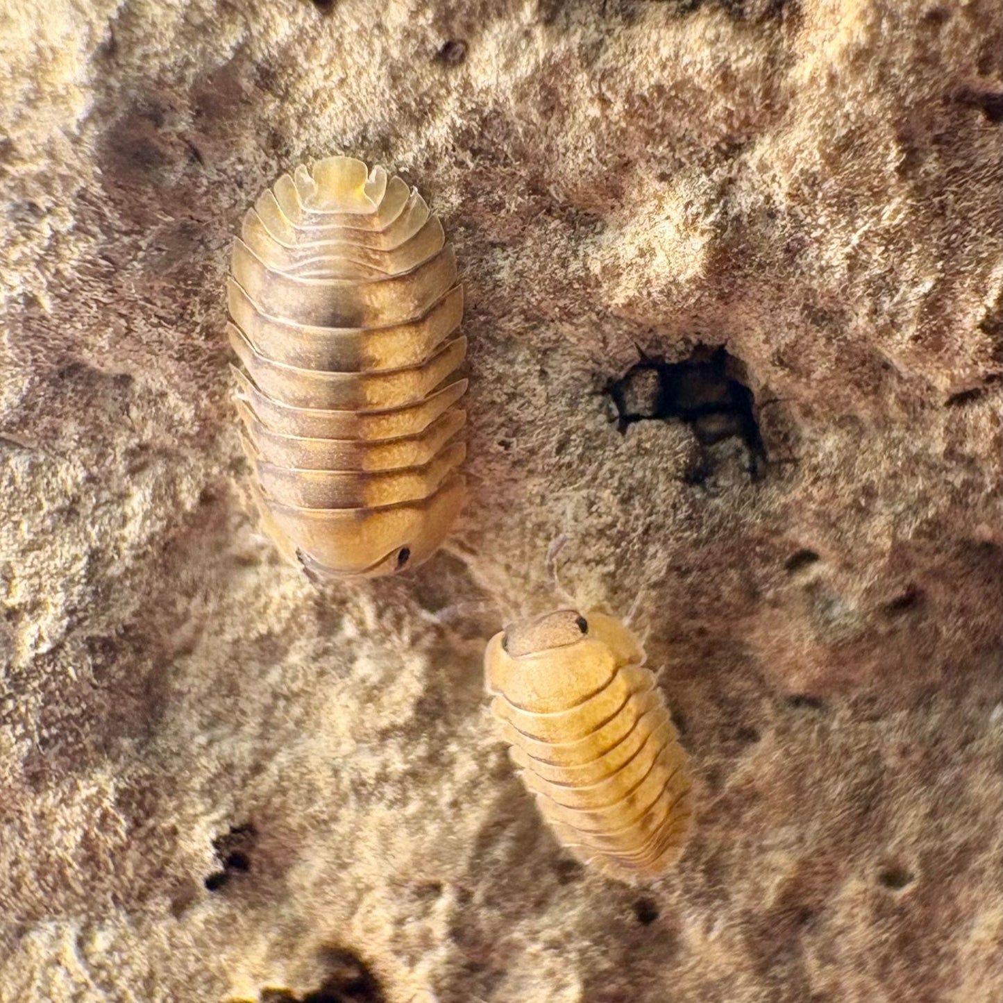 Cubaris sp "Yellow Tiger"