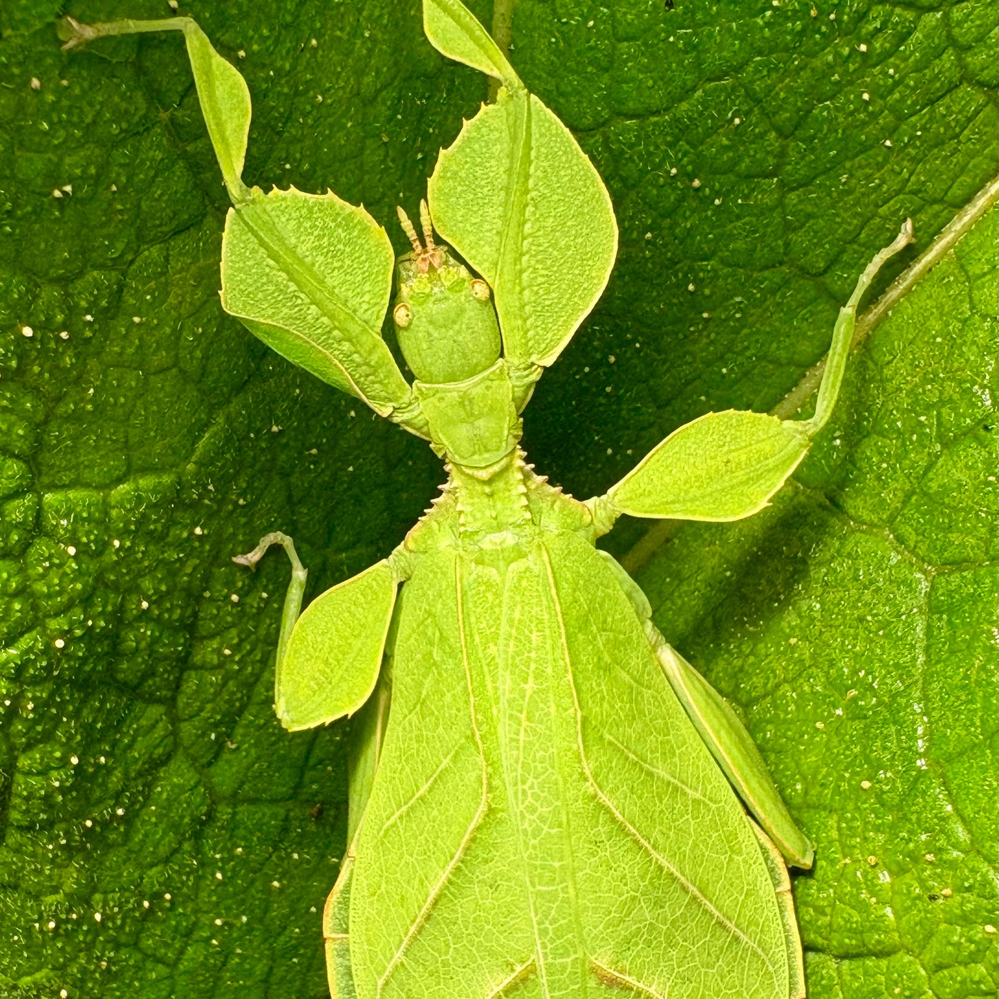Phyllium letiranti "Tataba" Nymphs