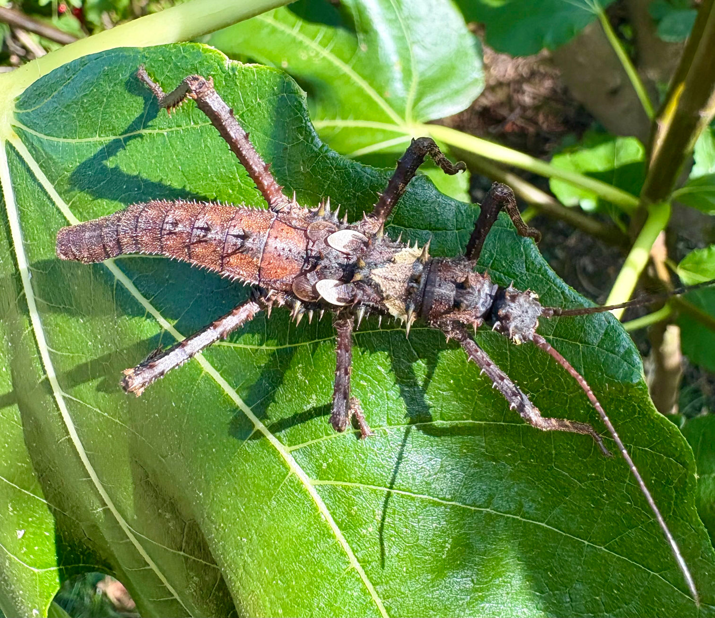 Haaniella dehaanii stick insect eggs