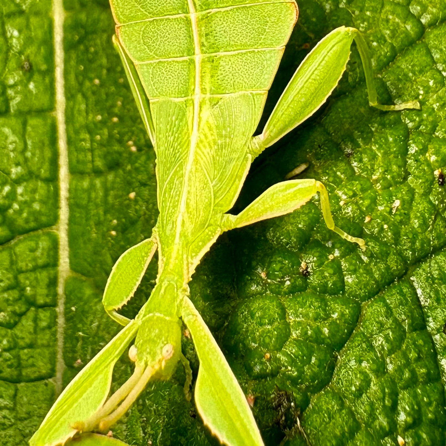 Phyllium philippinicum Nymphs