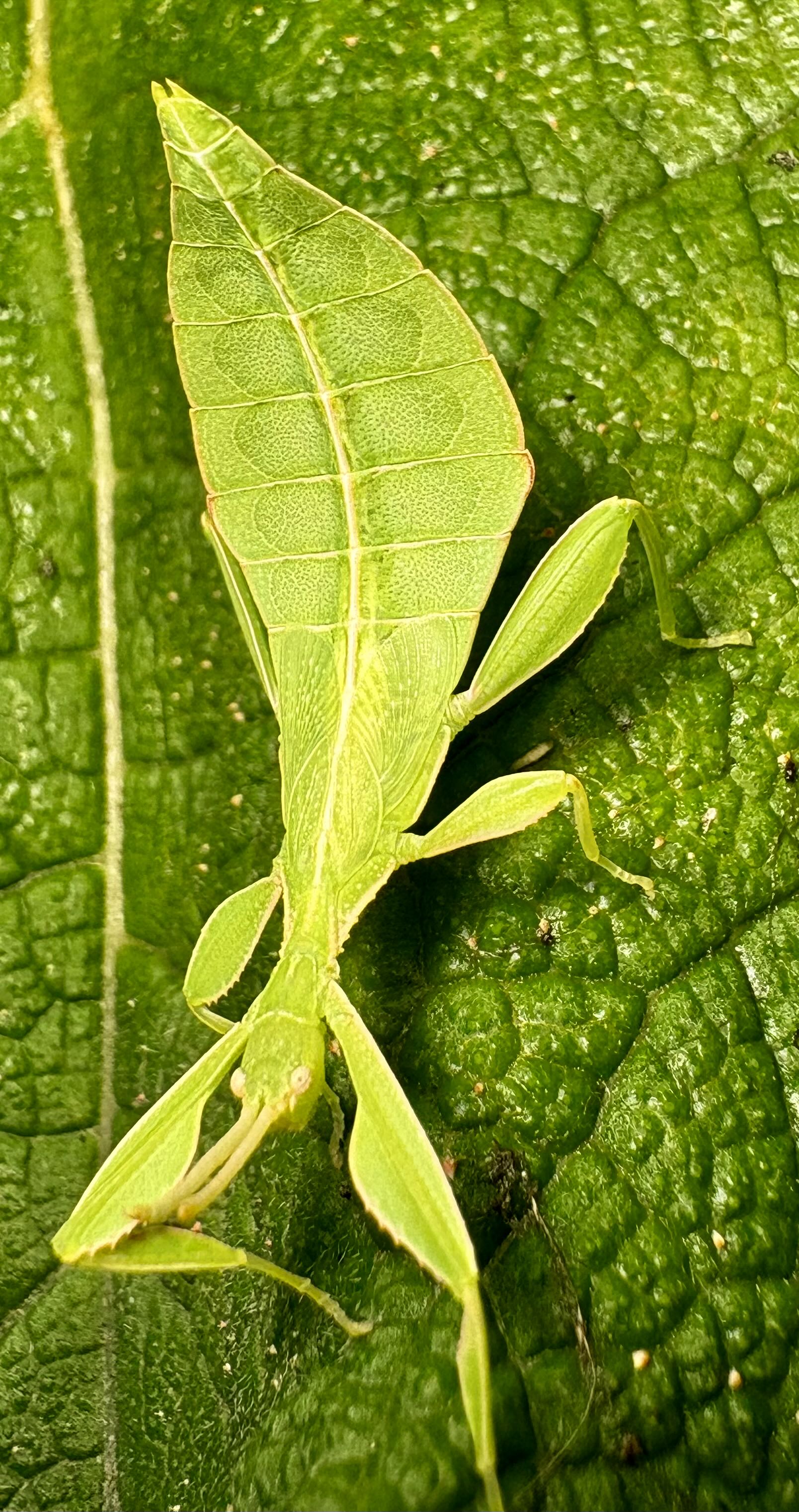 Phing Insect Phyllium philippinicum Care Guide | Best Beginner Leaf Insect – Xoticbugs