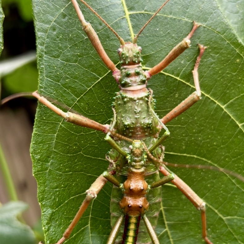 Mearnsiana bullosa "Mt. Apo" Eggs