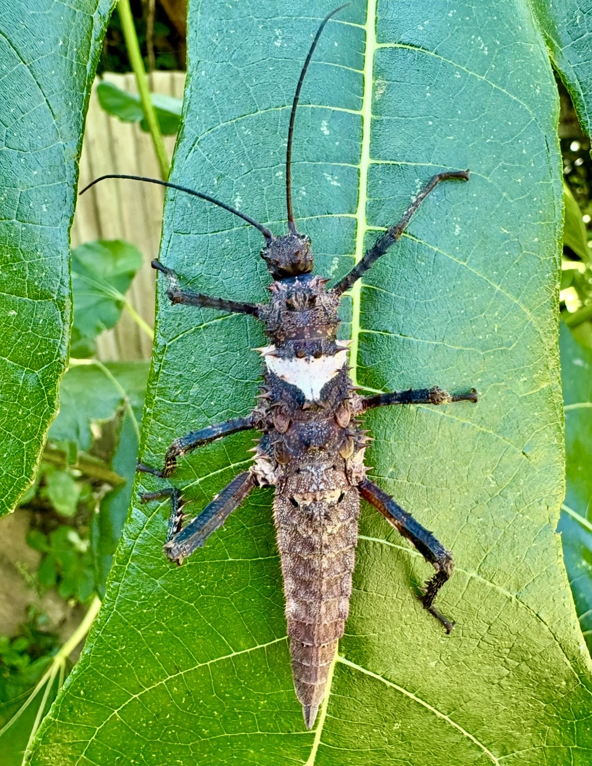 Haaniella dehaanii stick insect eggs