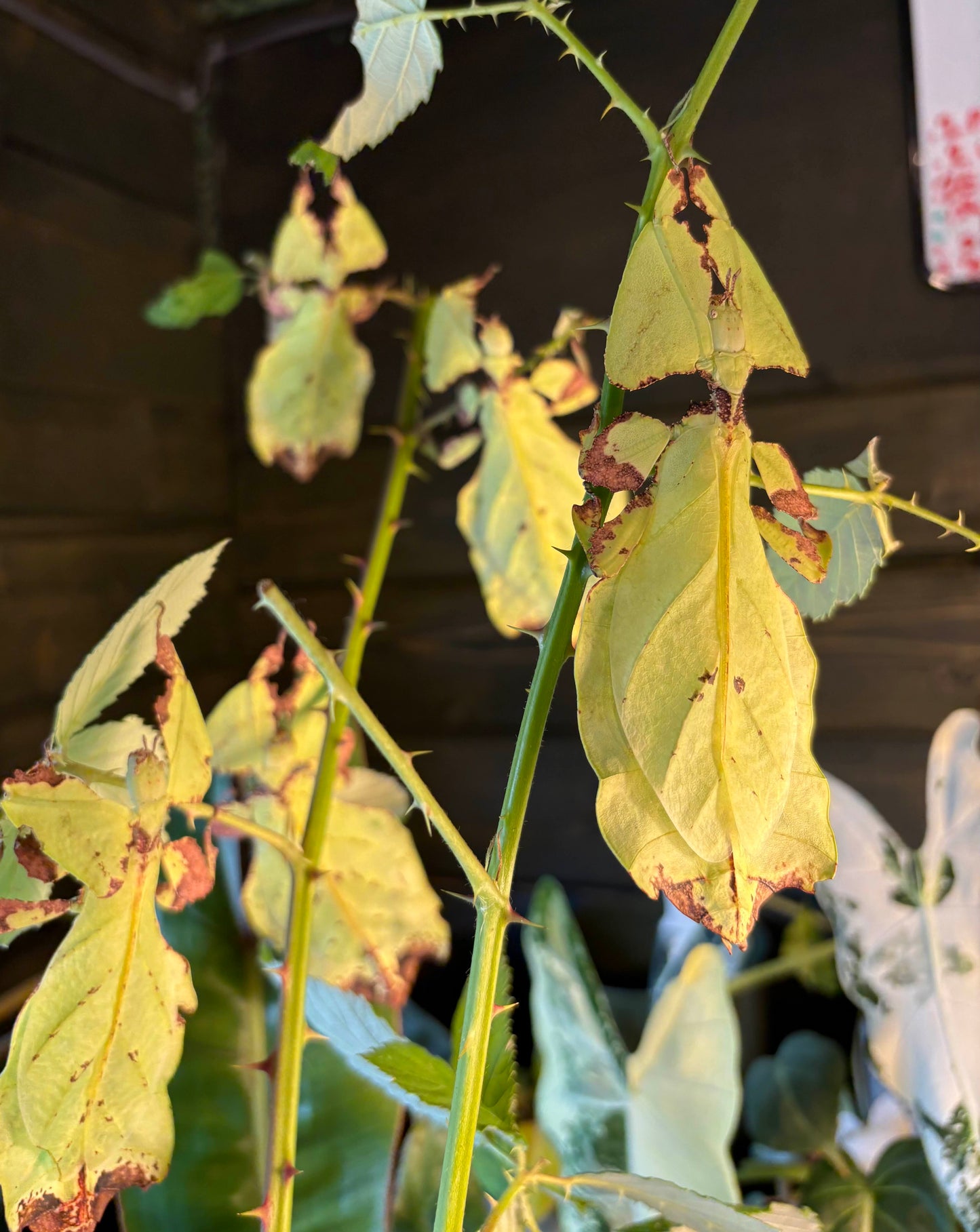 Pulchriphyllium giganteum "Tapah Hills" Nymphs