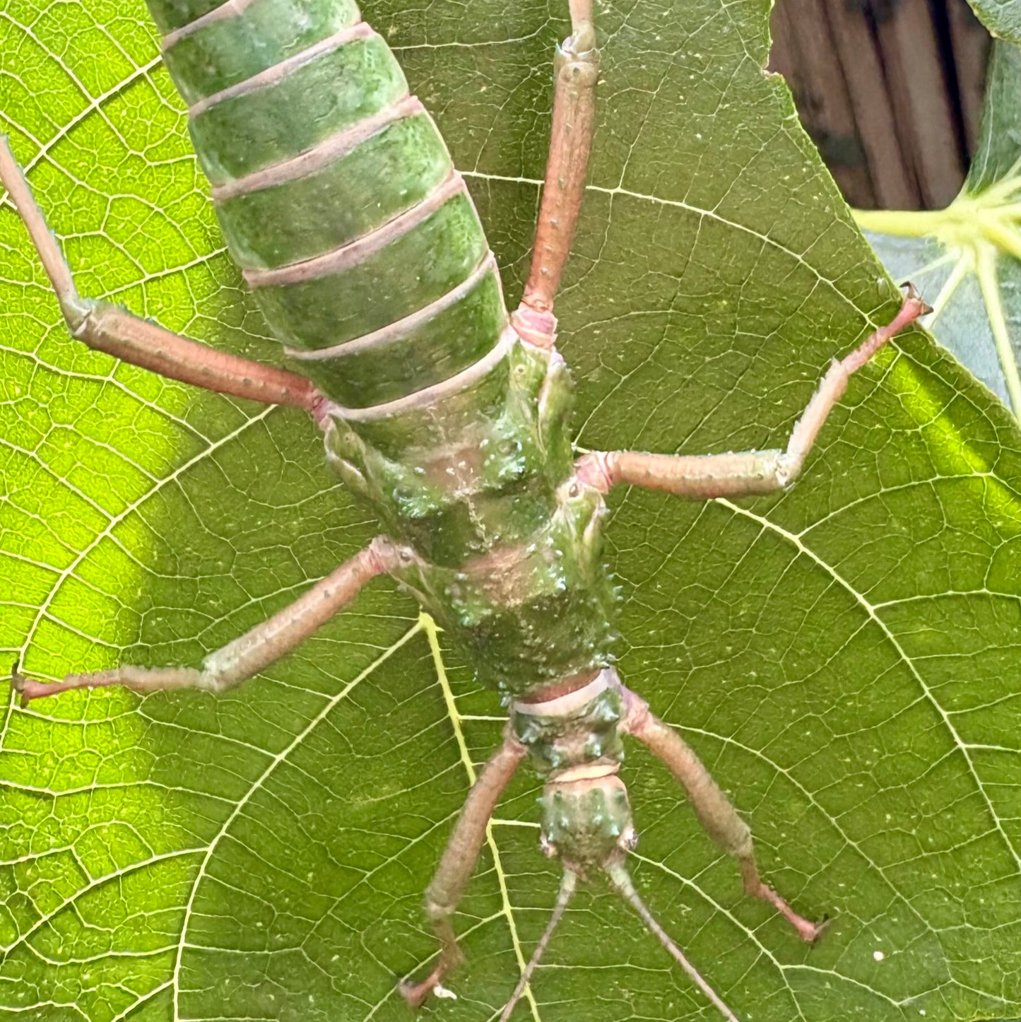 Mearnsiana bullosa "Mt. Apo" Eggs
