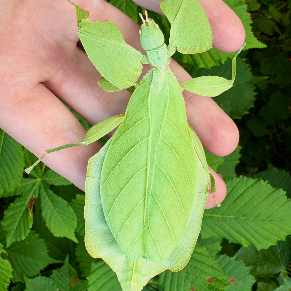 Cryptophyllium oyae "Ban Saleuy" Eggs