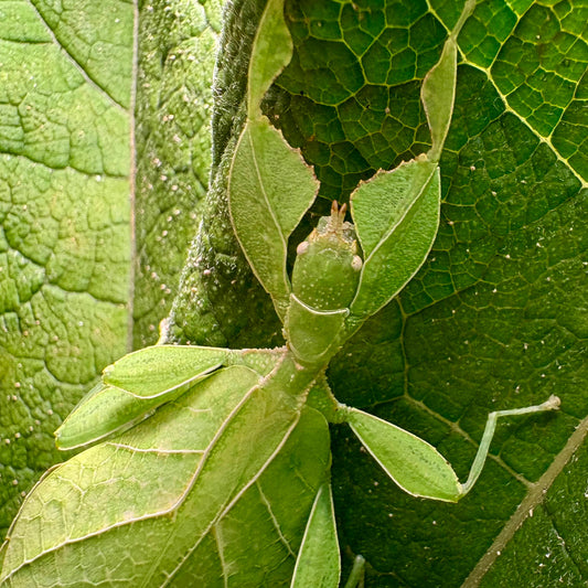 Phyllium gardabagusi "Argopuro" Eggs