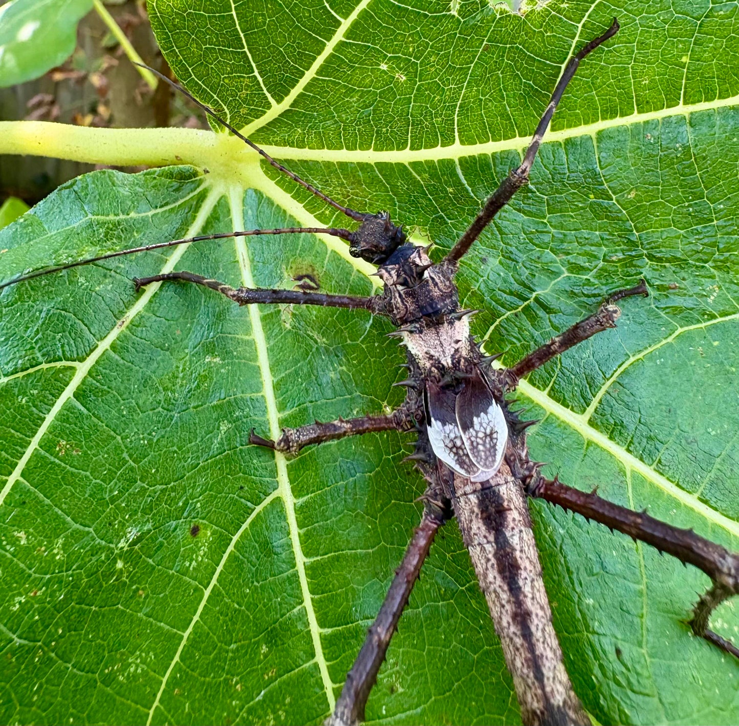 Haaniella dehaanii stick insect eggs