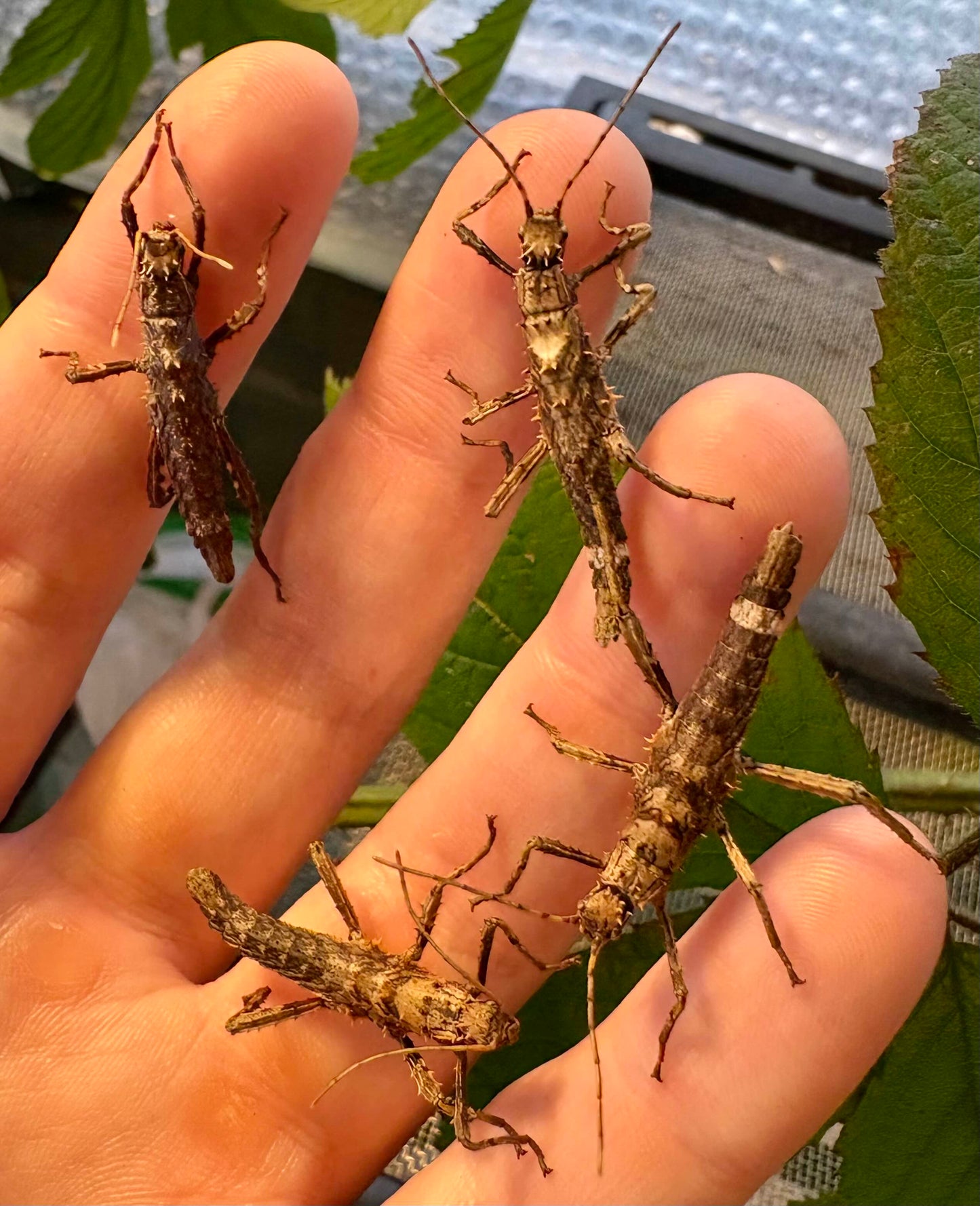 Haaniella dehaanii stick insect eggs