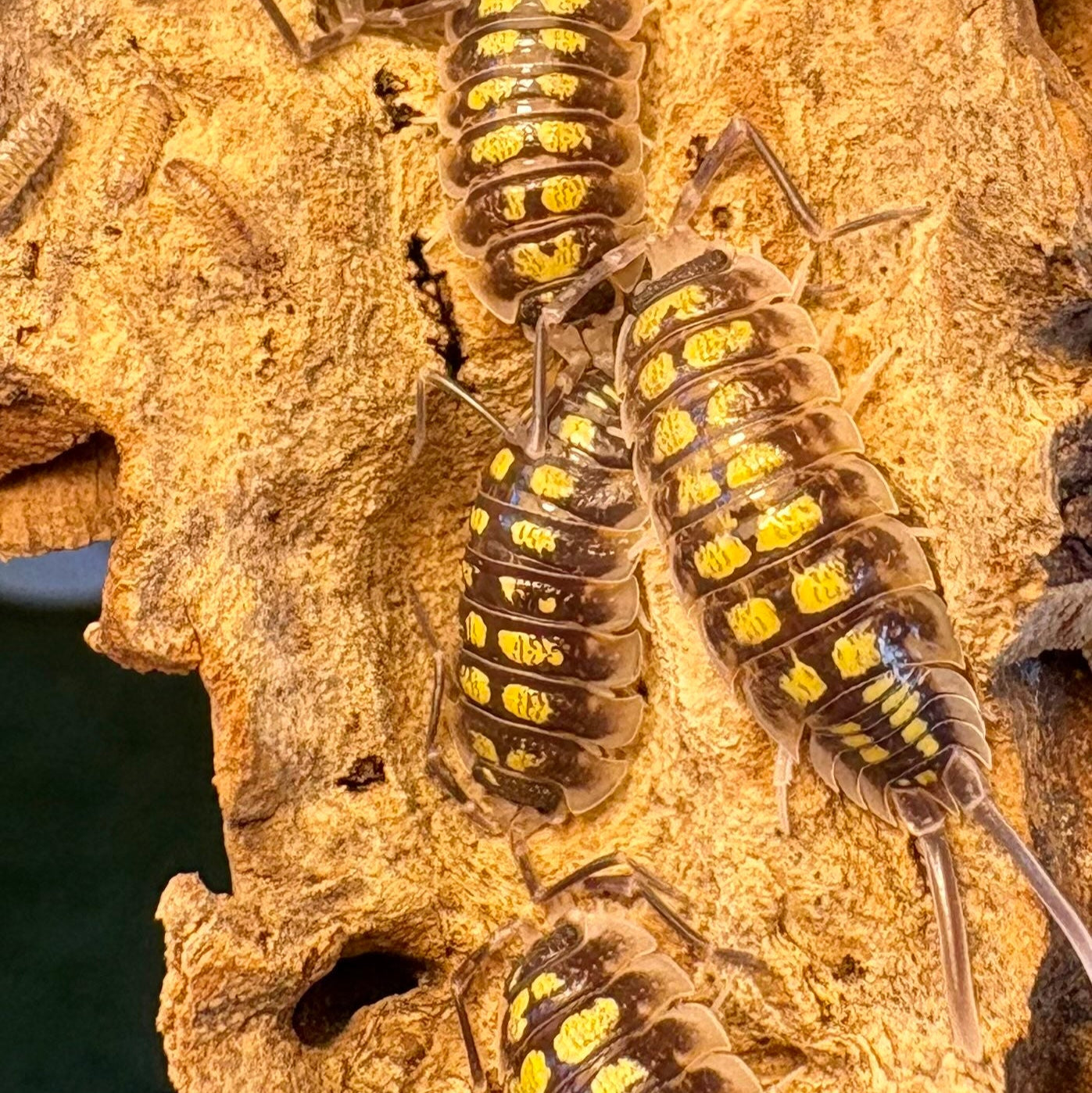 Porcellio haasi "High Yellow"