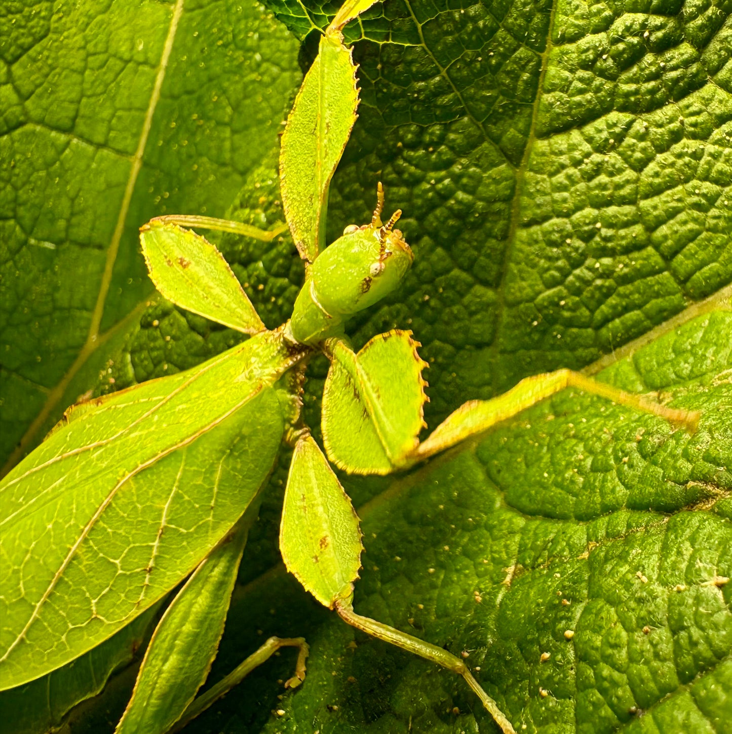 Phyllium philippinicum Nymphs