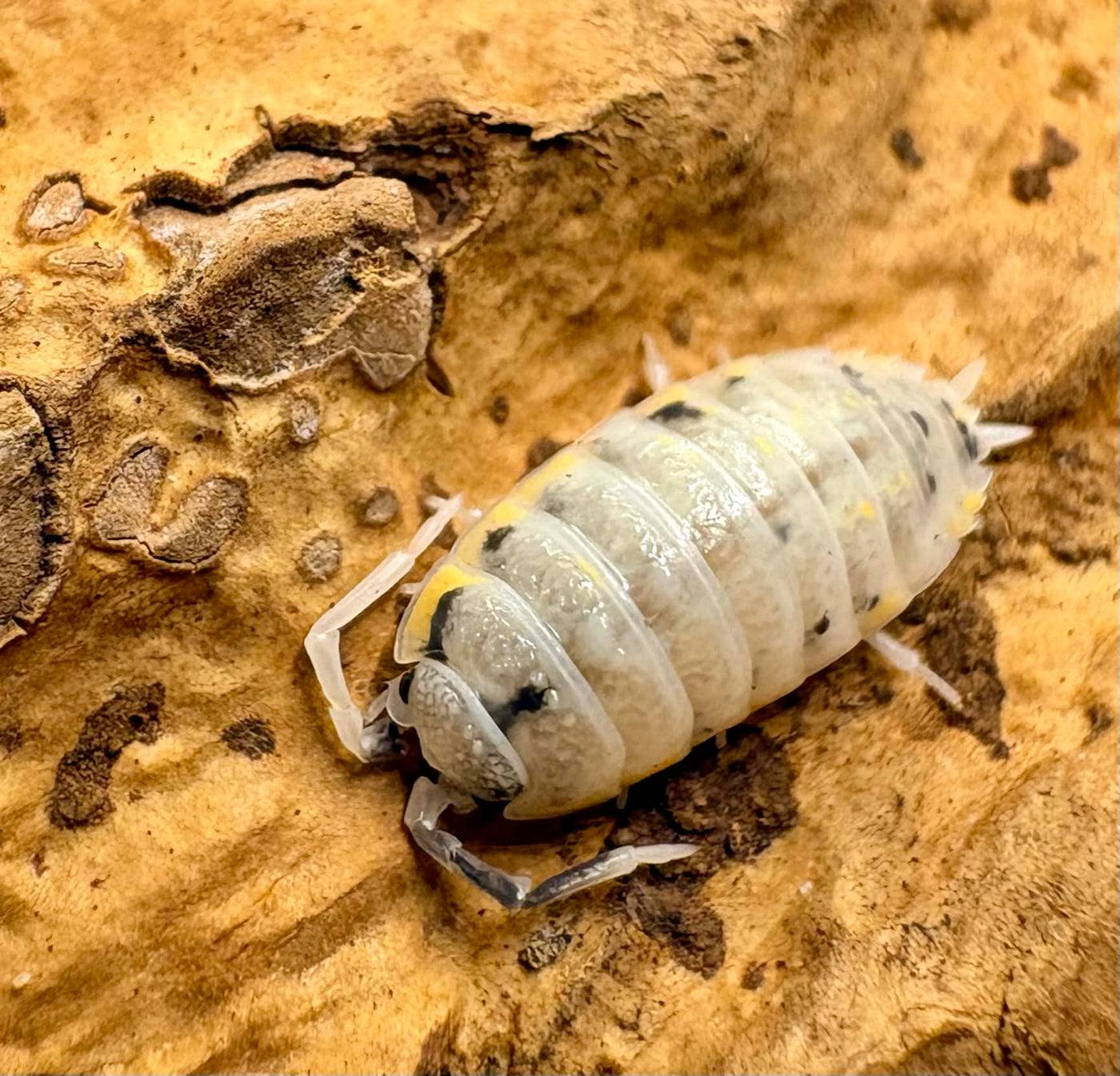 Porcellio Ornatus "Witches Brew"