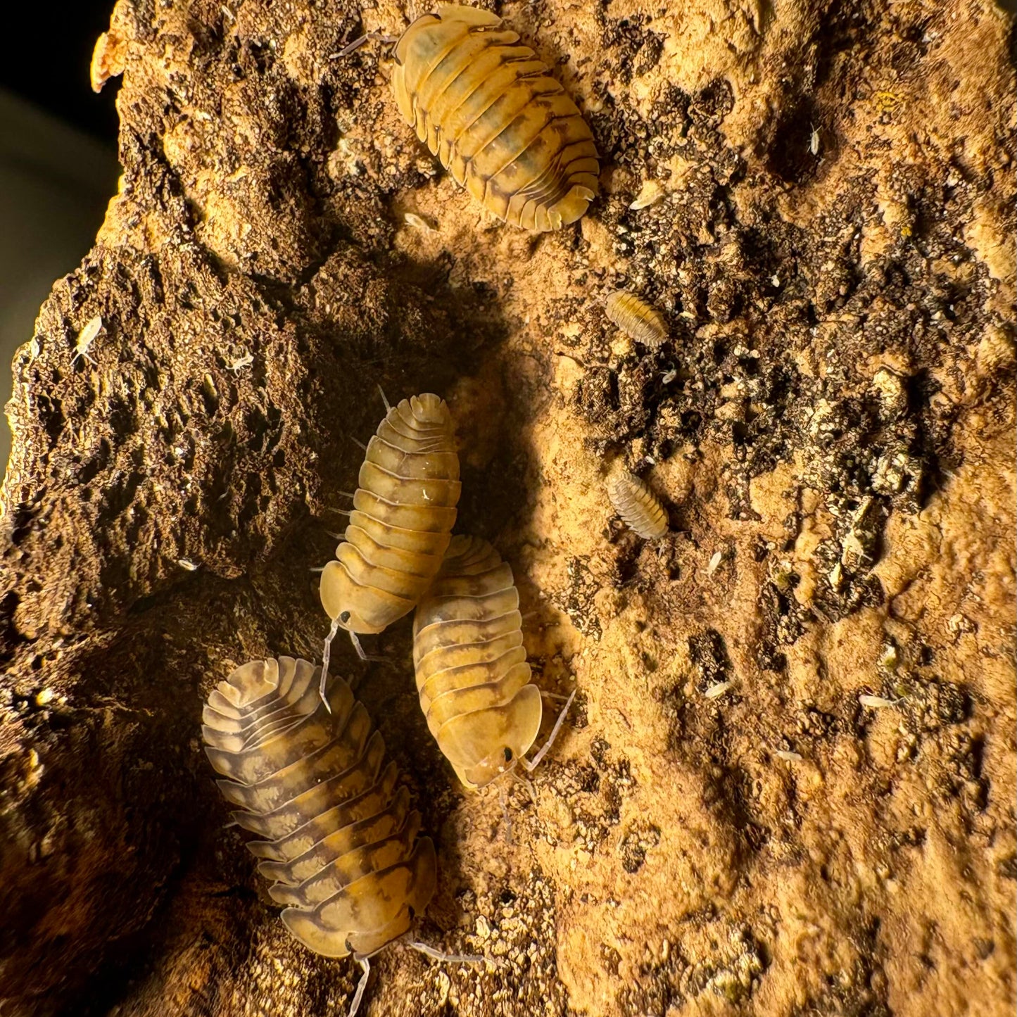 Cubaris sp "Yellow Tiger"