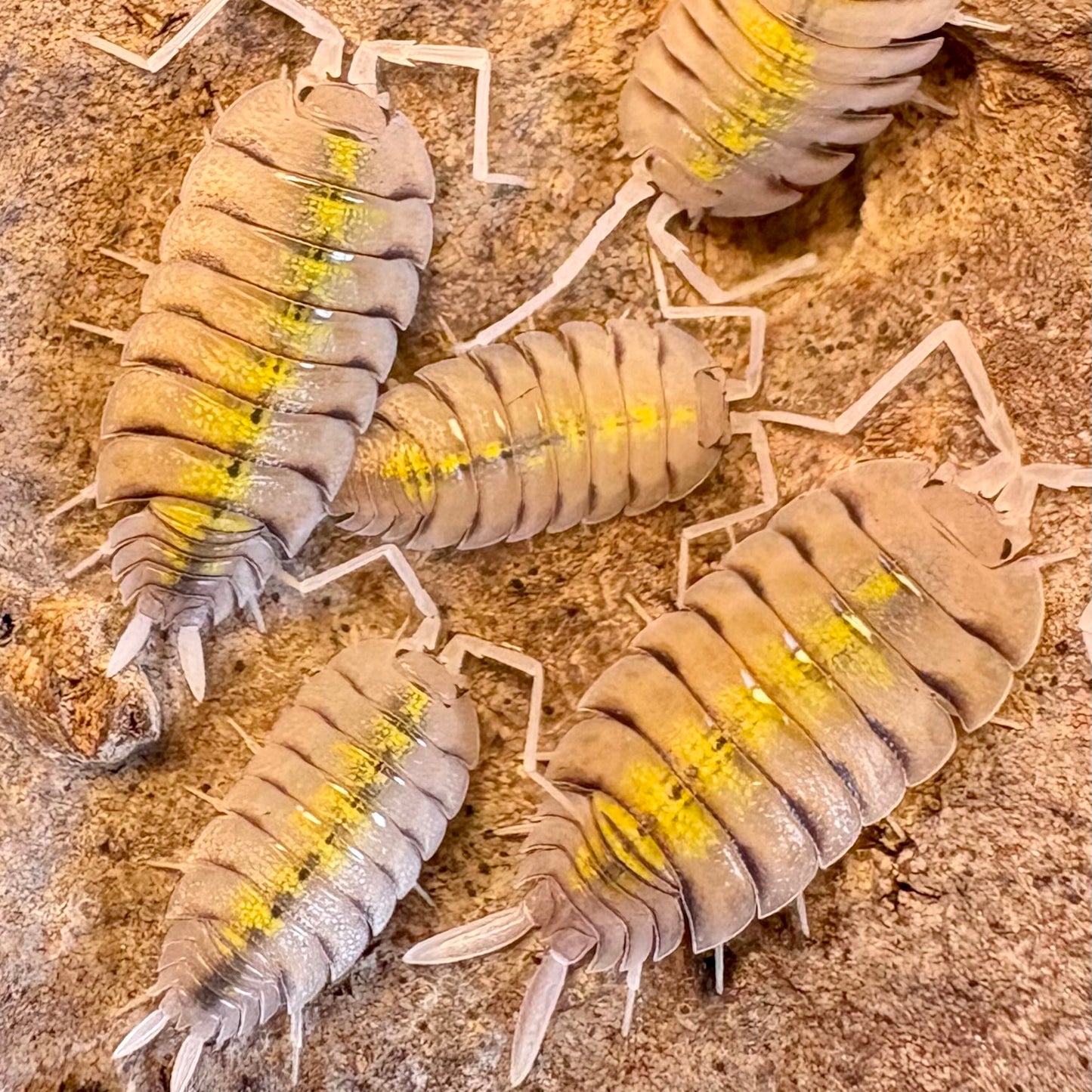 Porcellio bolivari "Yellow Ghost"
