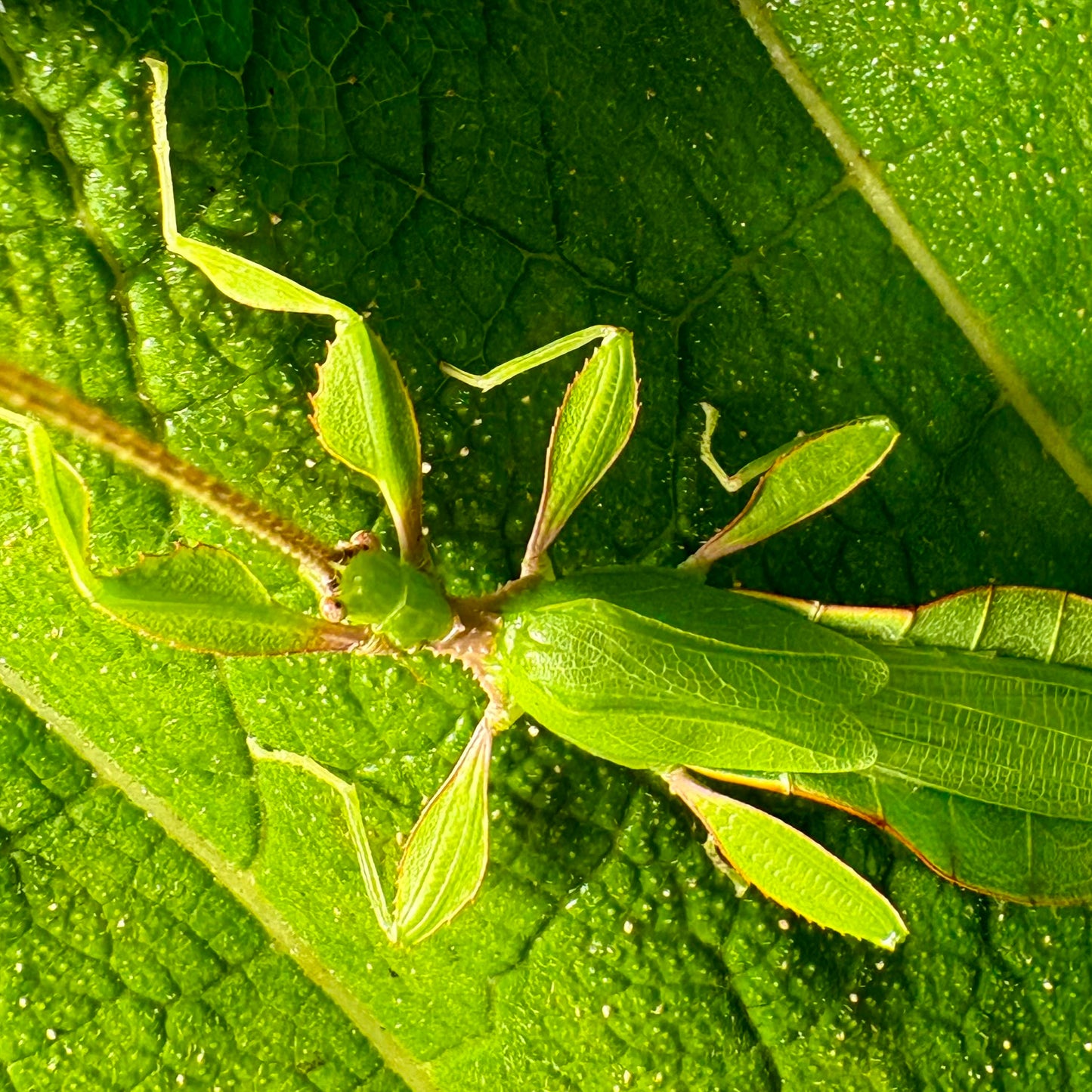 Phyllium letiranti "Tataba" Nymphs