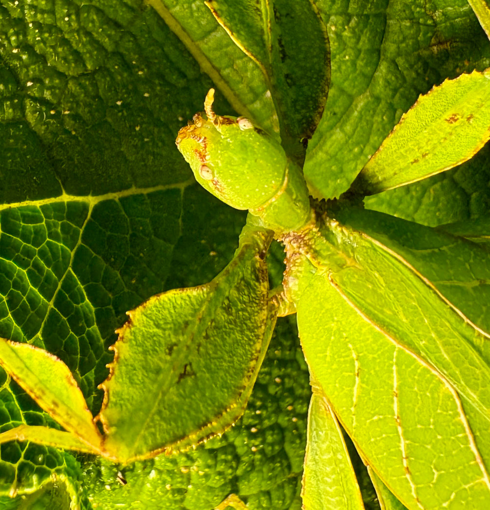 Phing Insect Phyllium philippinicum Care Guide | Best Beginner Leaf Insect – Xoticbugs