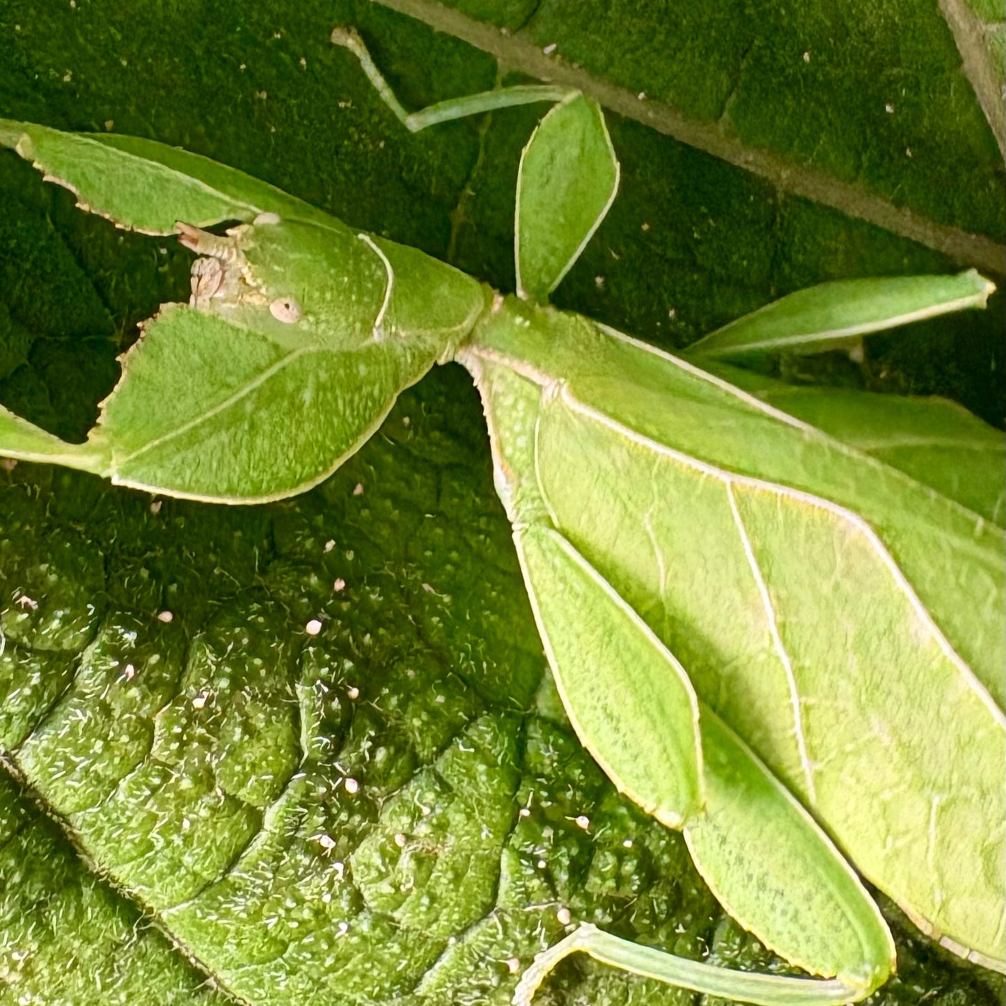Phyllium gardabagusi "Argopuro" Eggs