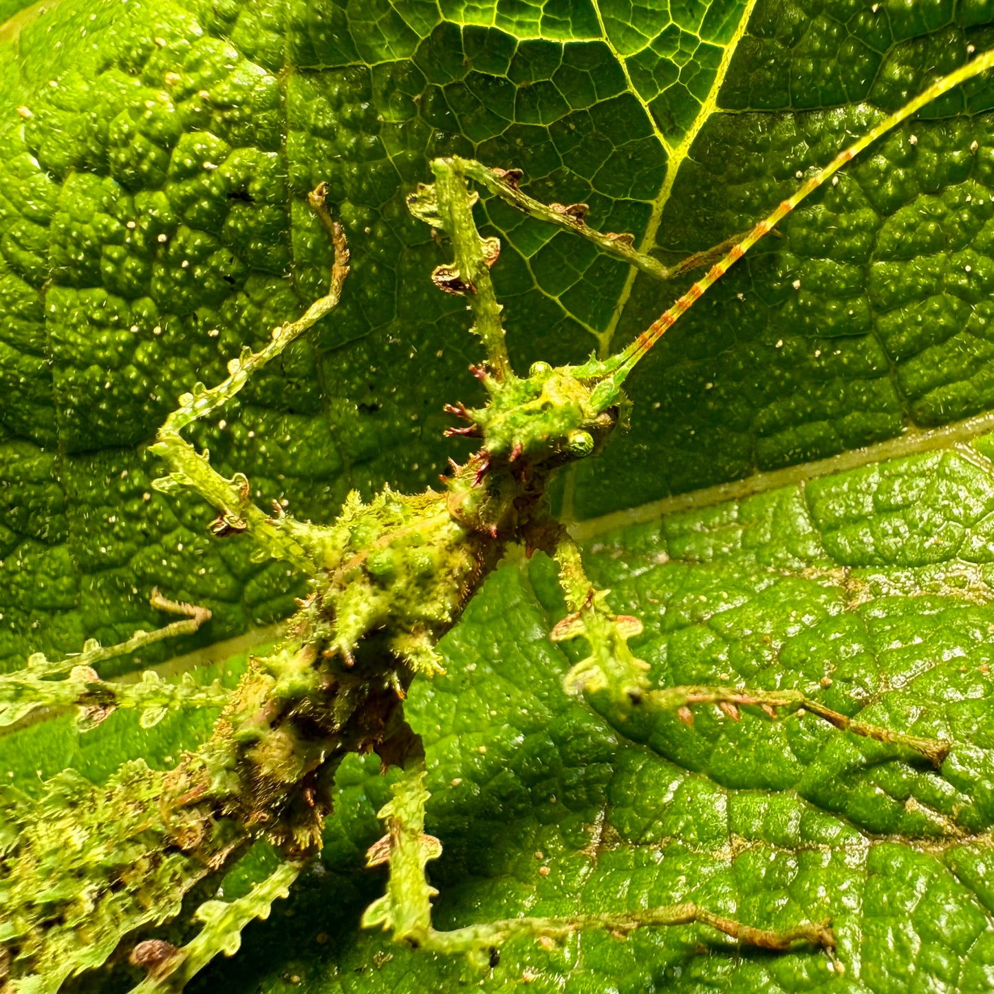Taraxippus samarae "Siquirres" Eggs