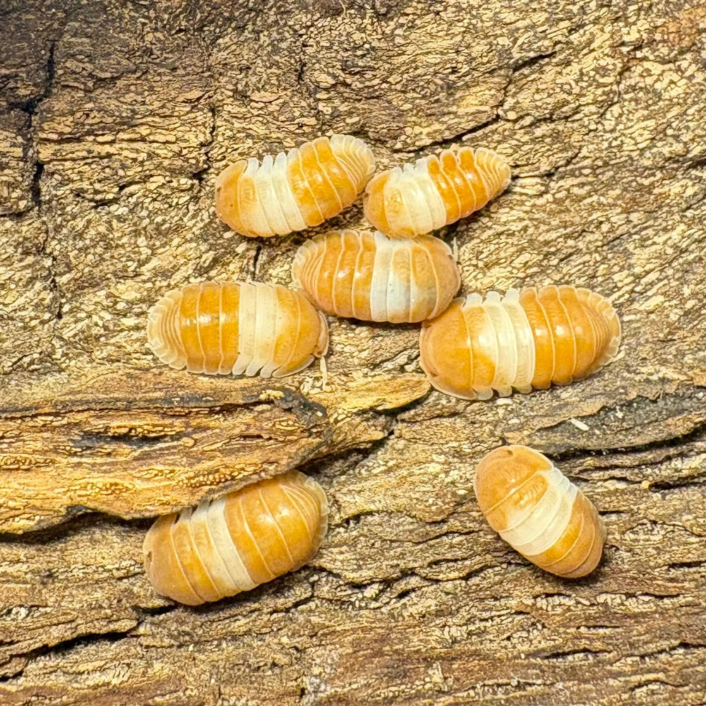 Cubaris sp "Red Panda King"