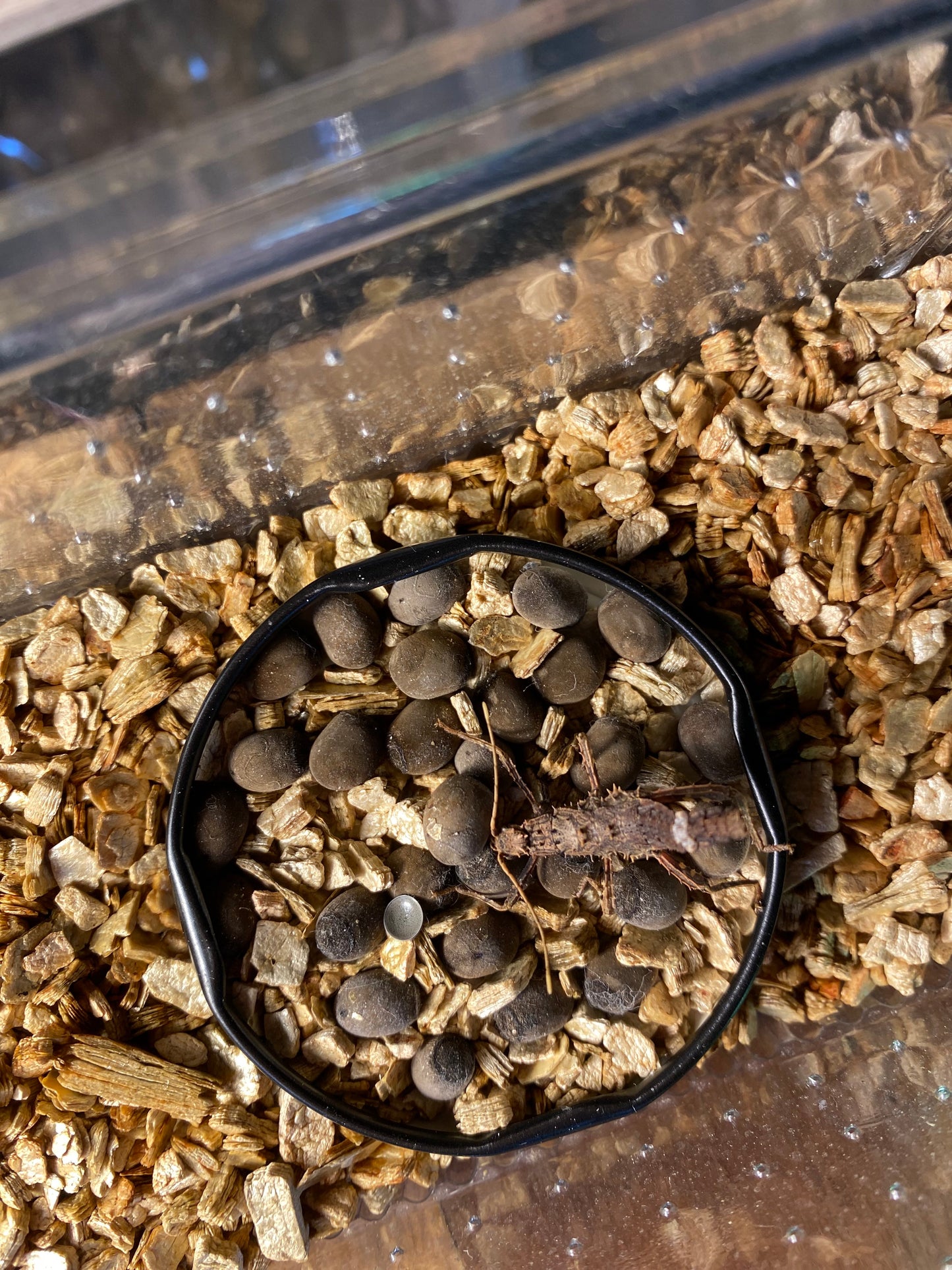 Haaniella dehaanii stick insect eggs