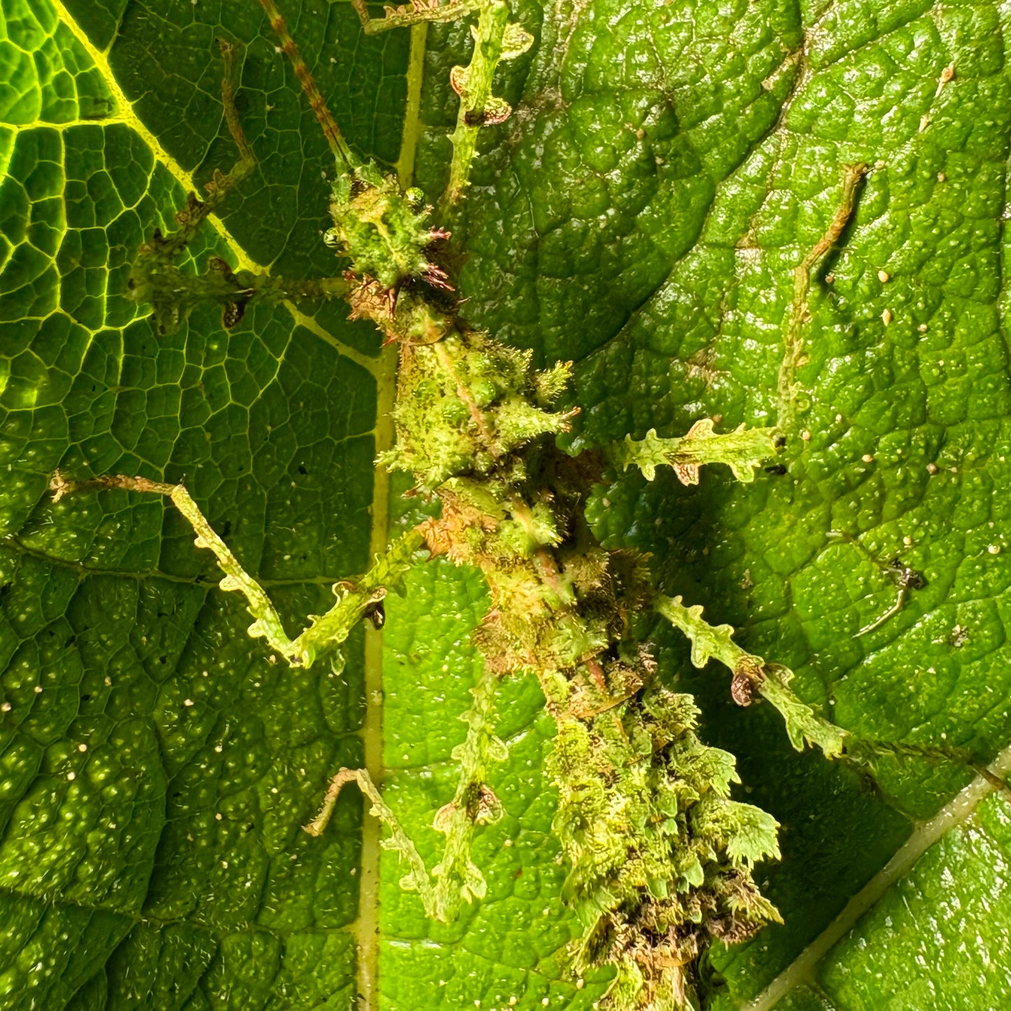 Taraxippus samarae "Siquirres" Eggs
