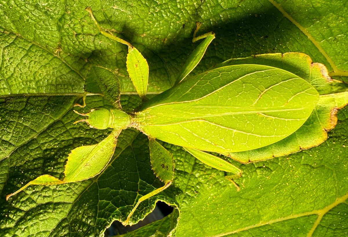Phing Insect Phyllium philippinicum Care Guide | Best Beginner Leaf Insect – Xoticbugs