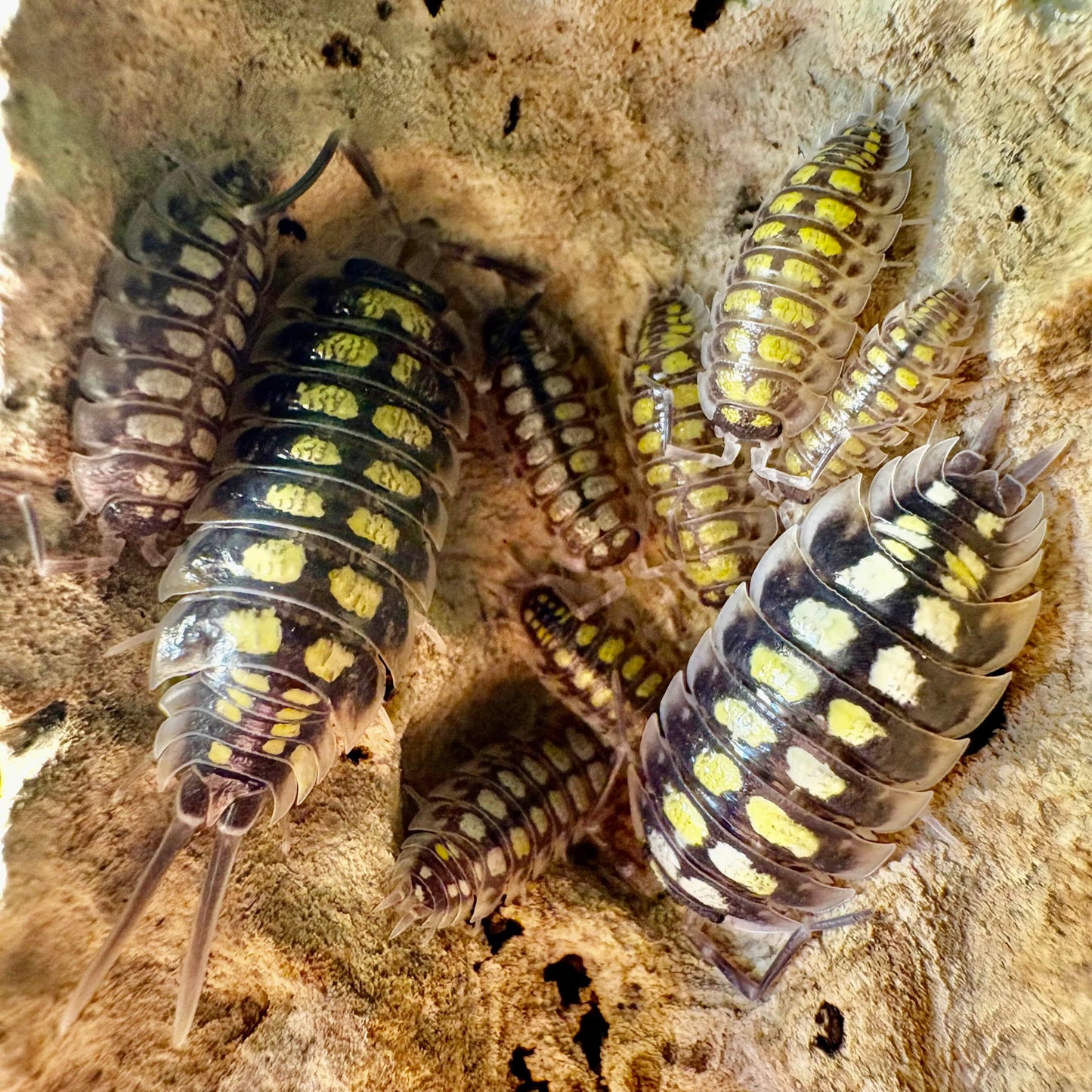 Porcellio haasi "High Yellow"
