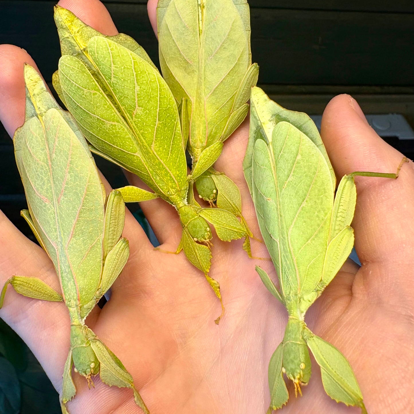 Phyllium gantungense "Rizal" Nymphs