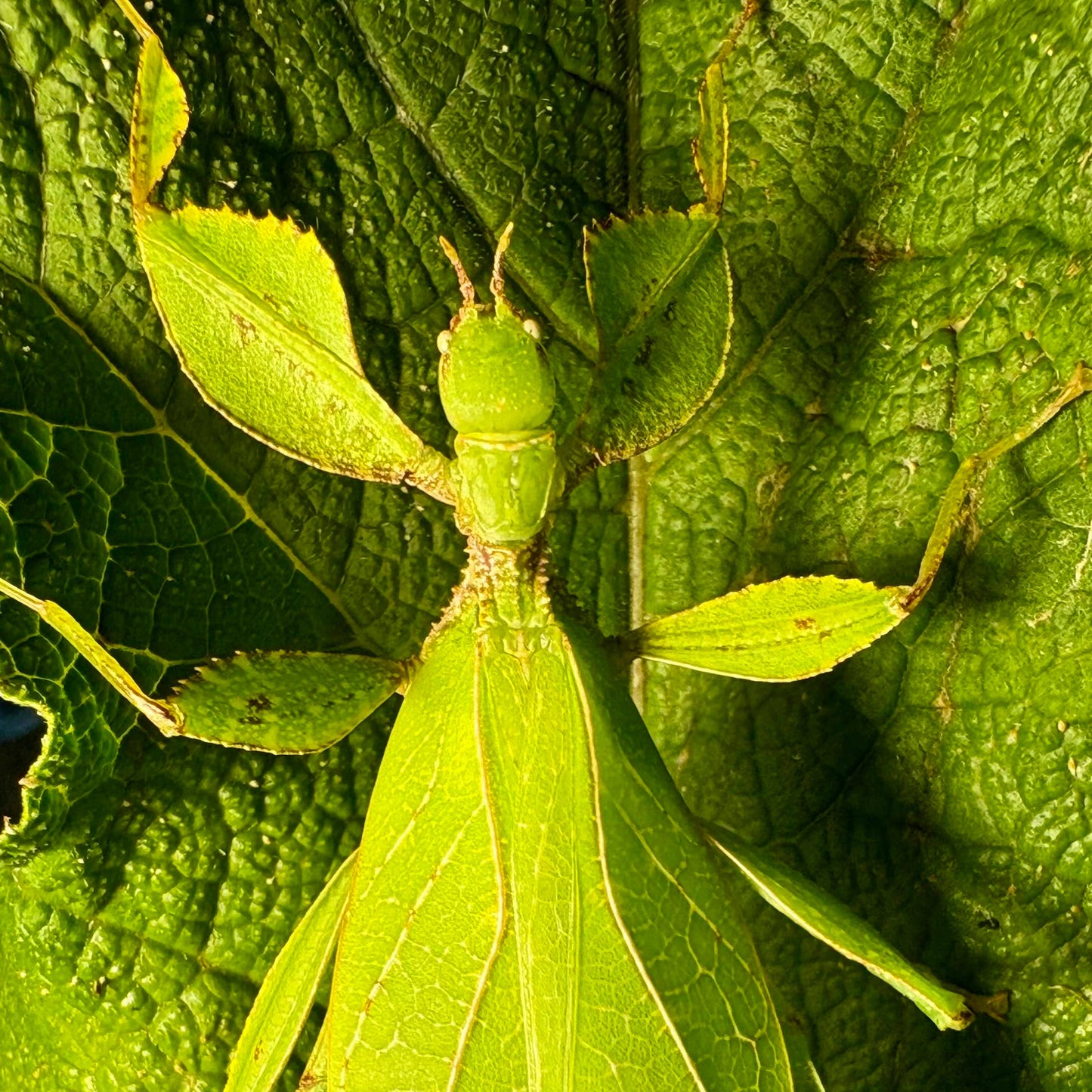 Phyllium philippinicum Eggs