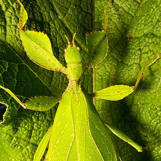 Phyllium philippinicum Eggs