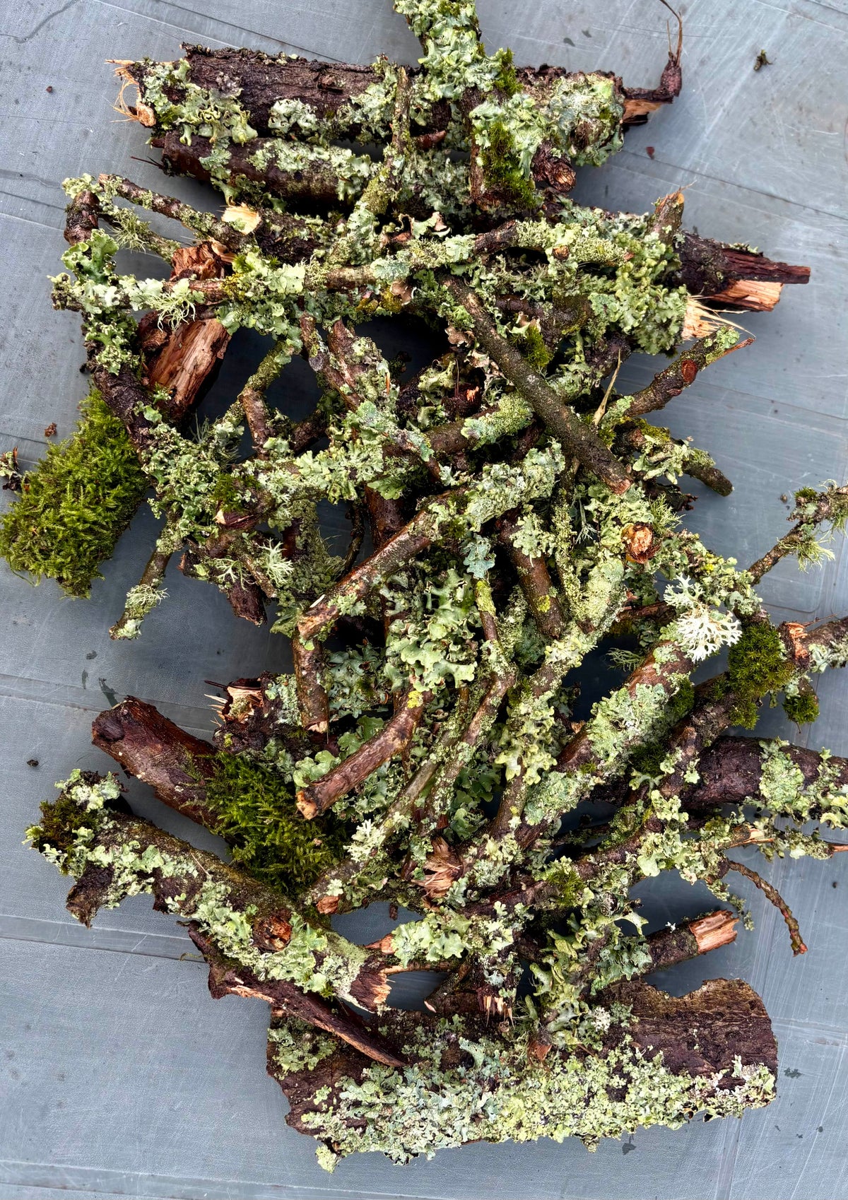 The importance of lichen for isopods