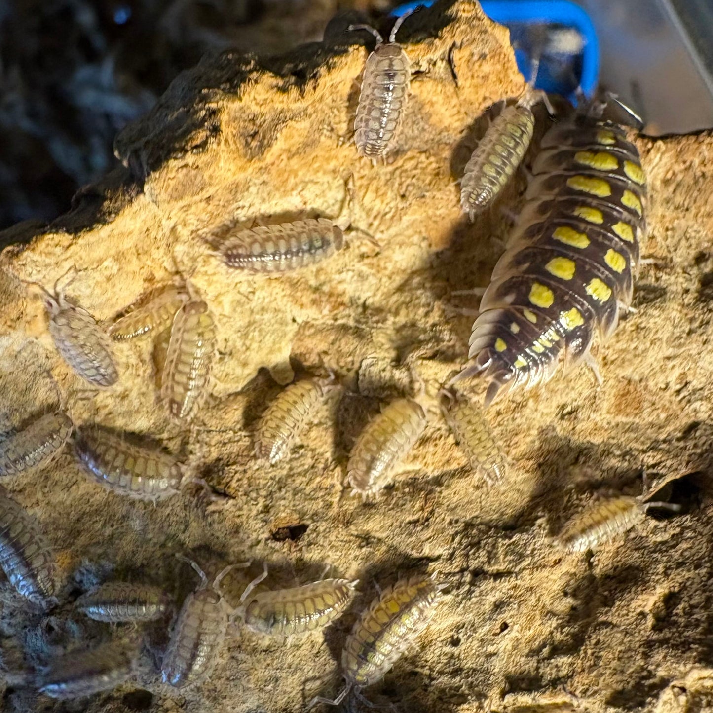 Porcellio haasi "High Yellow"