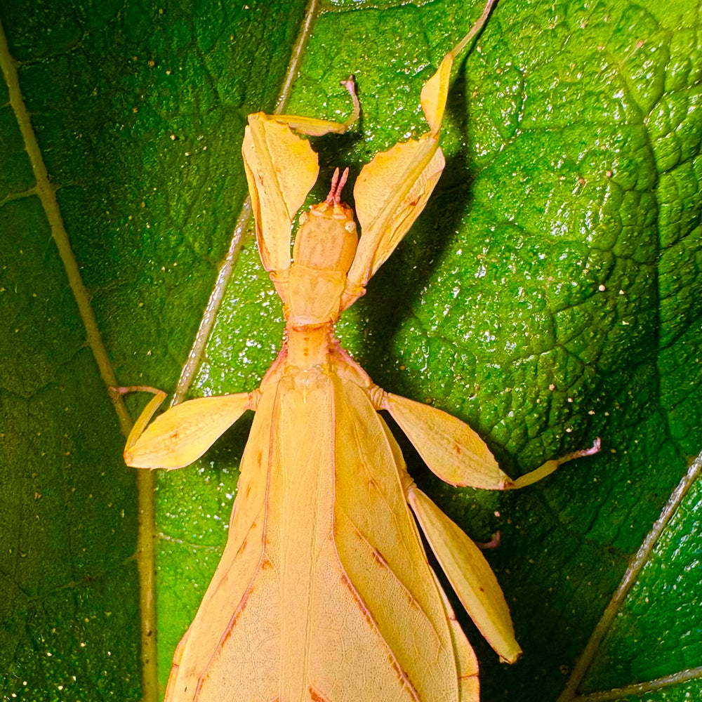 Phyllium letiranti "Tataba" Eggs