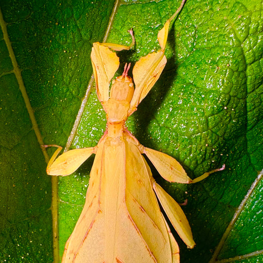 Phyllium letiranti "Tataba" Eggs