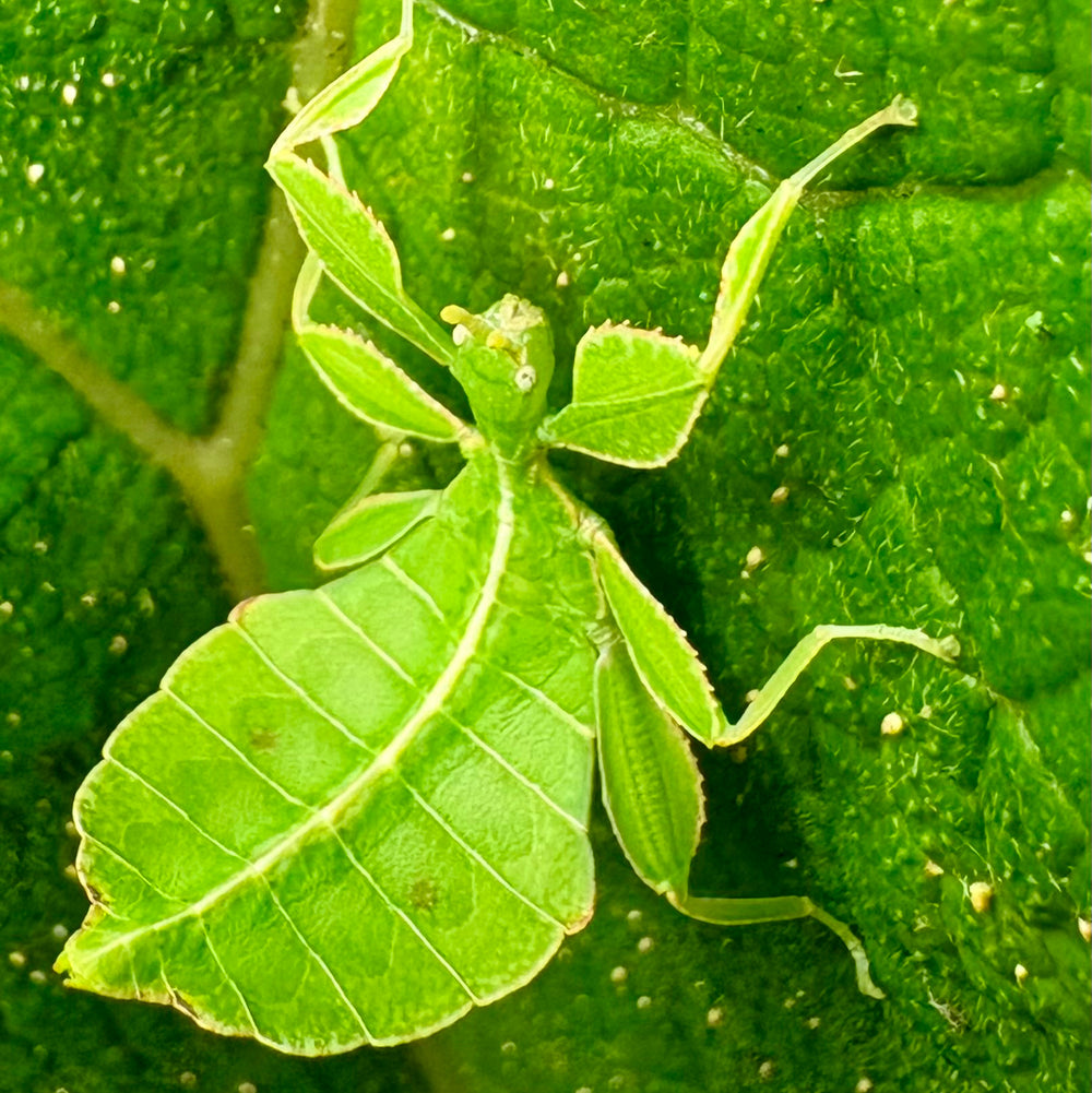Phyllium philippinicum Nymphs