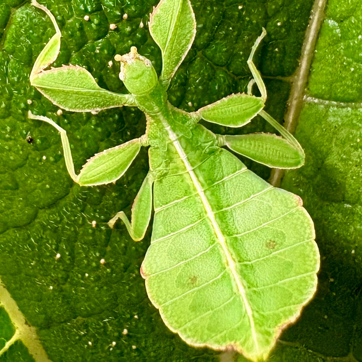 Phyllium philippinicum Nymphs