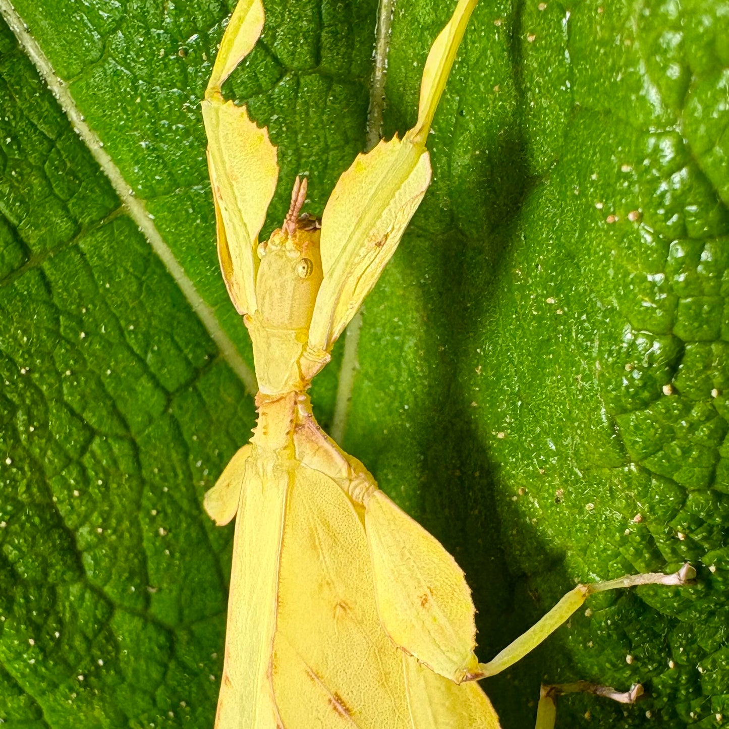 Phyllium letiranti "Tataba" Nymphs