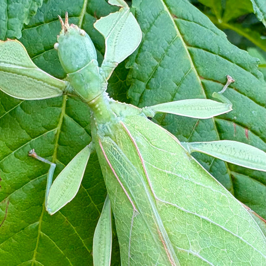 Phyllium gantungense "Rizal" Eggs