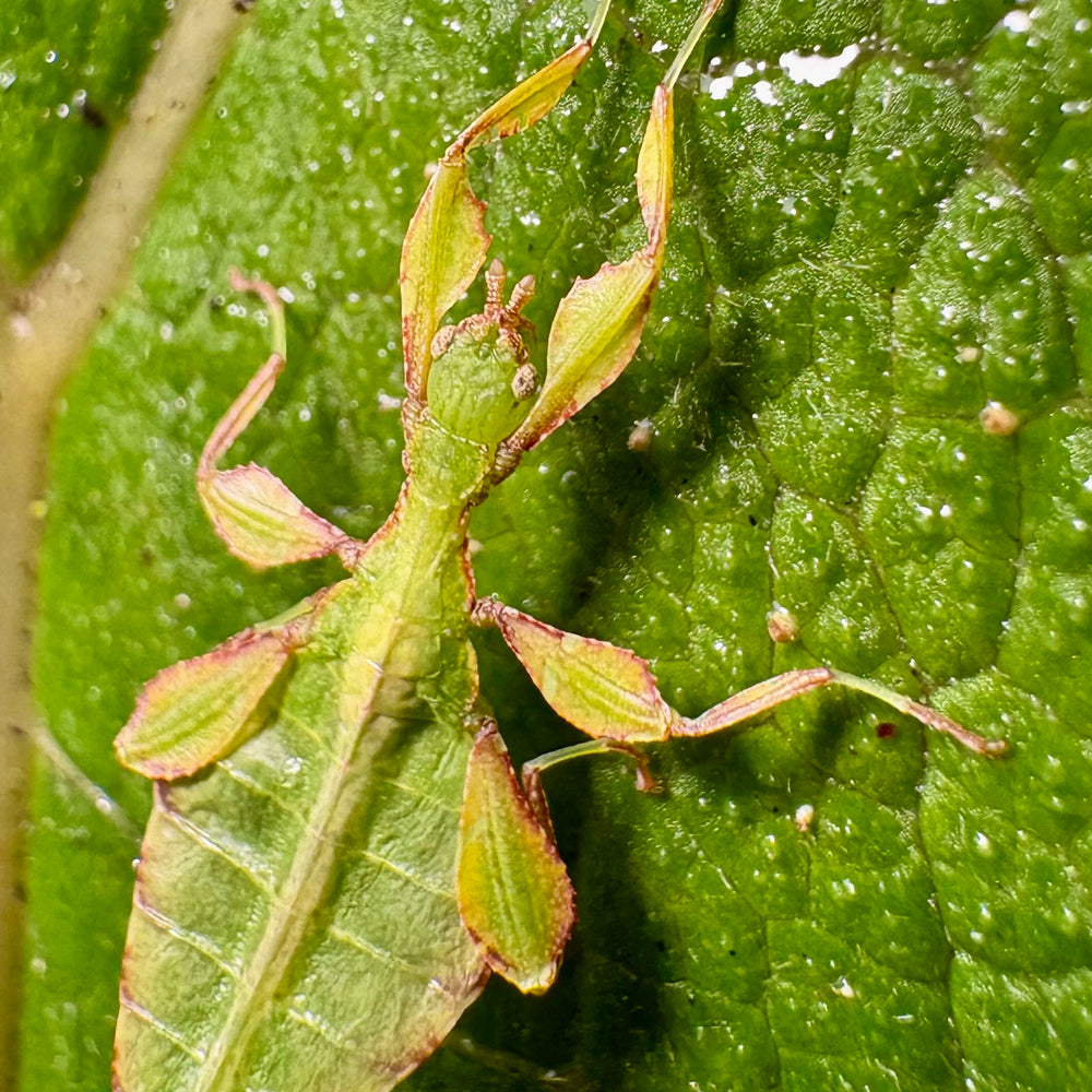 Phyllium letiranti "Tataba" Nymphs
