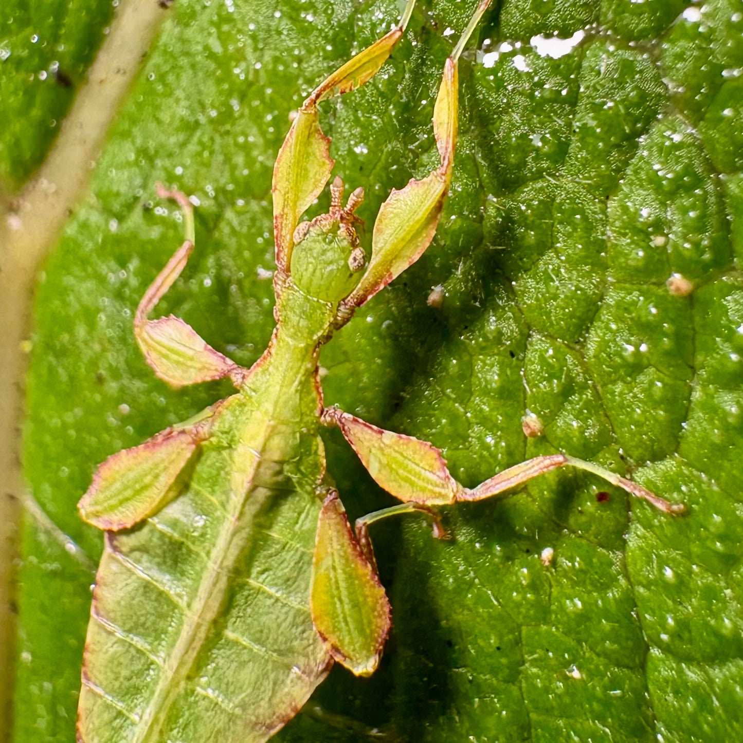 Phyllium letiranti "Tataba" Nymphs