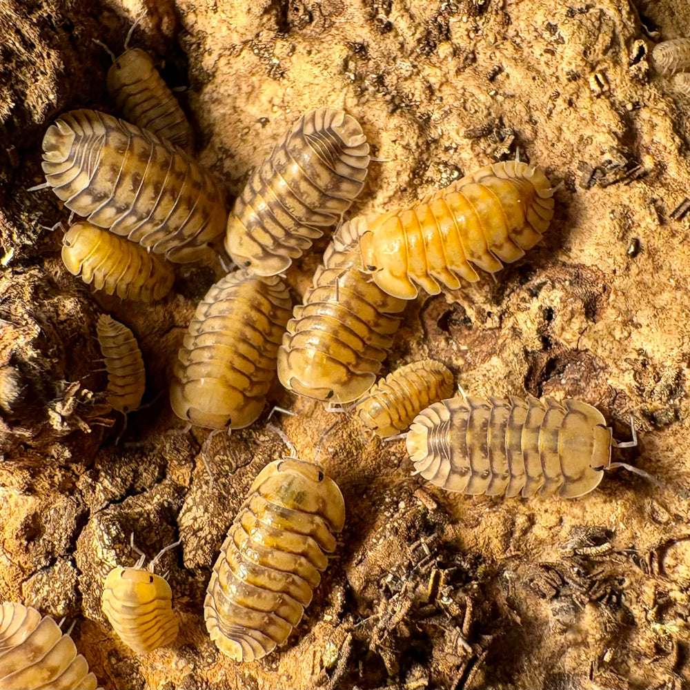Cubaris sp "Yellow Tiger"