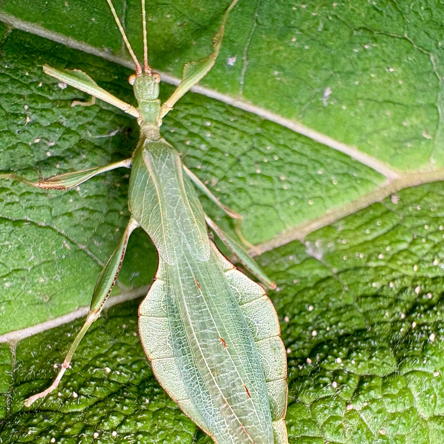 Phyllium gardabagusi "Argopuro" Eggs
