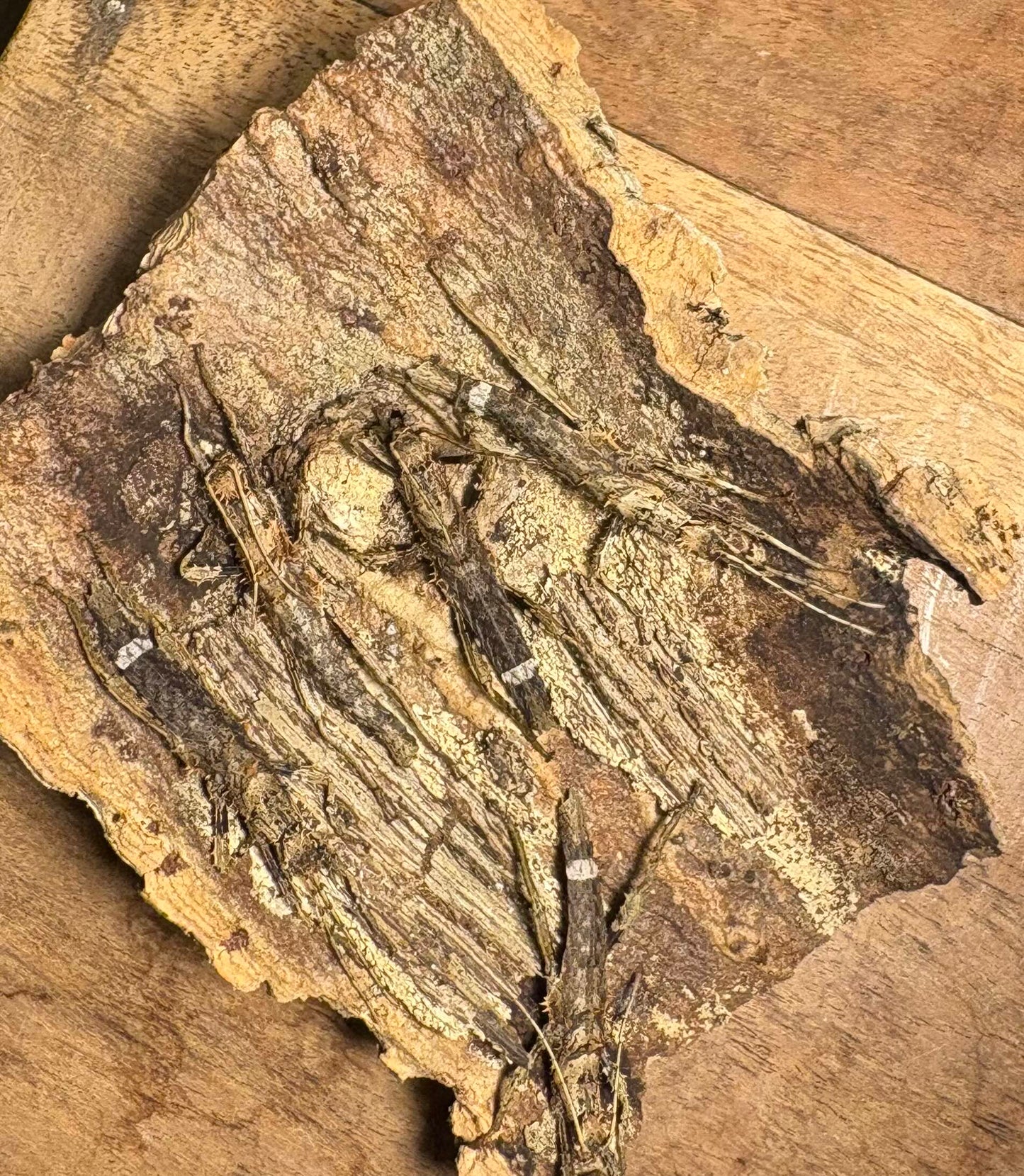 Haaniella dehaanii stick insect eggs